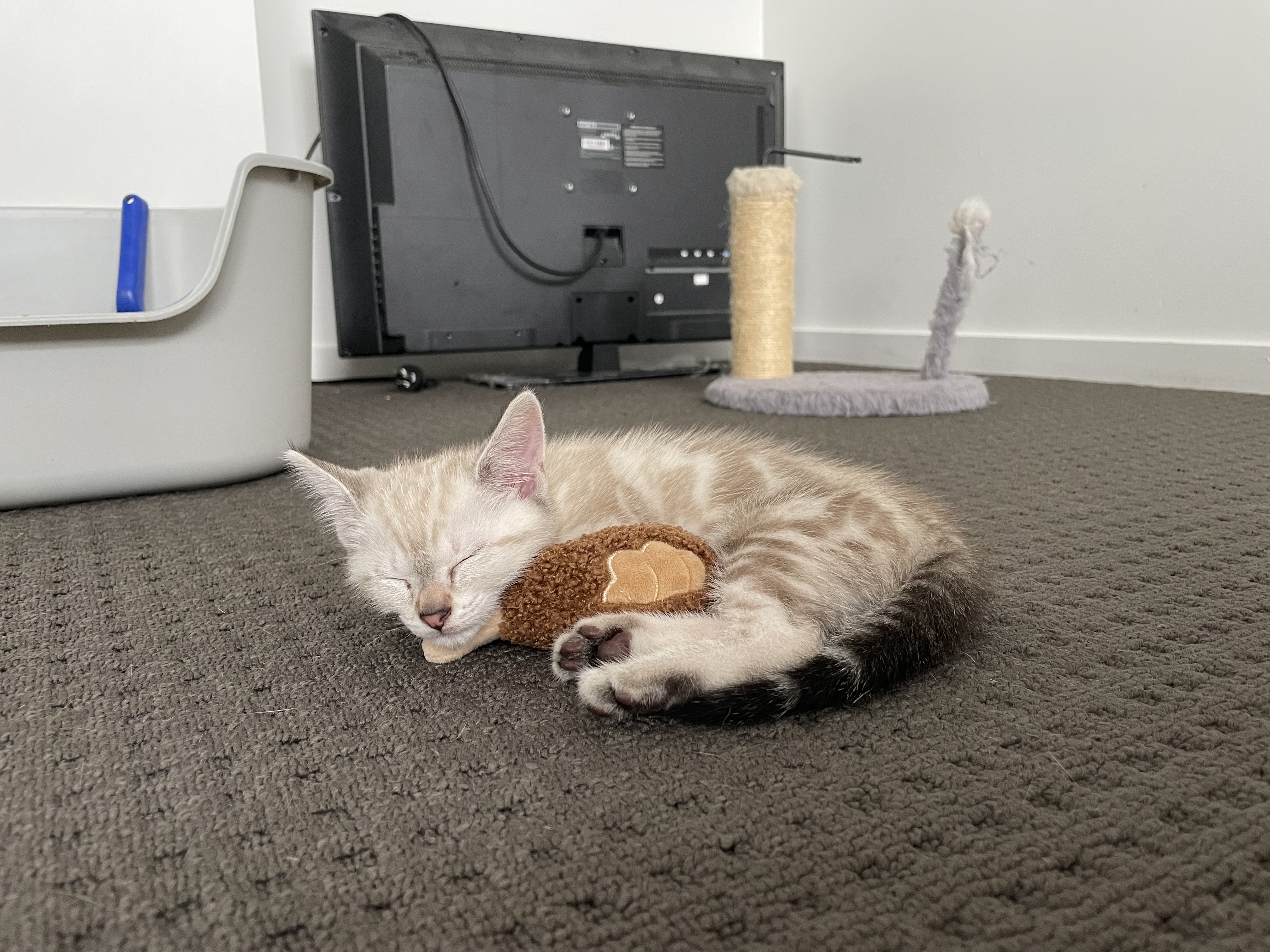 Siamese – Bundamba