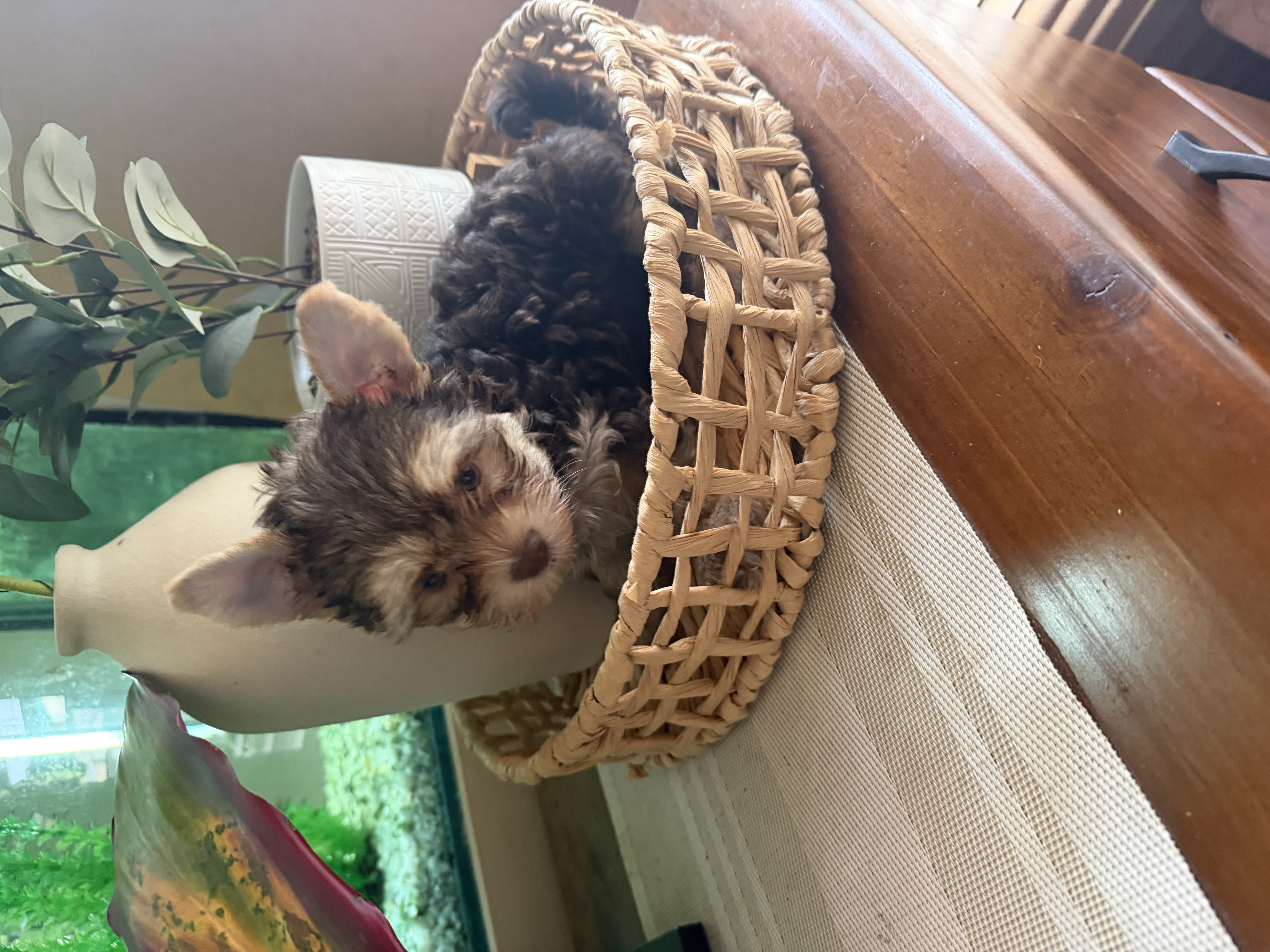Yorkshire Terrier – Rooty Hill
