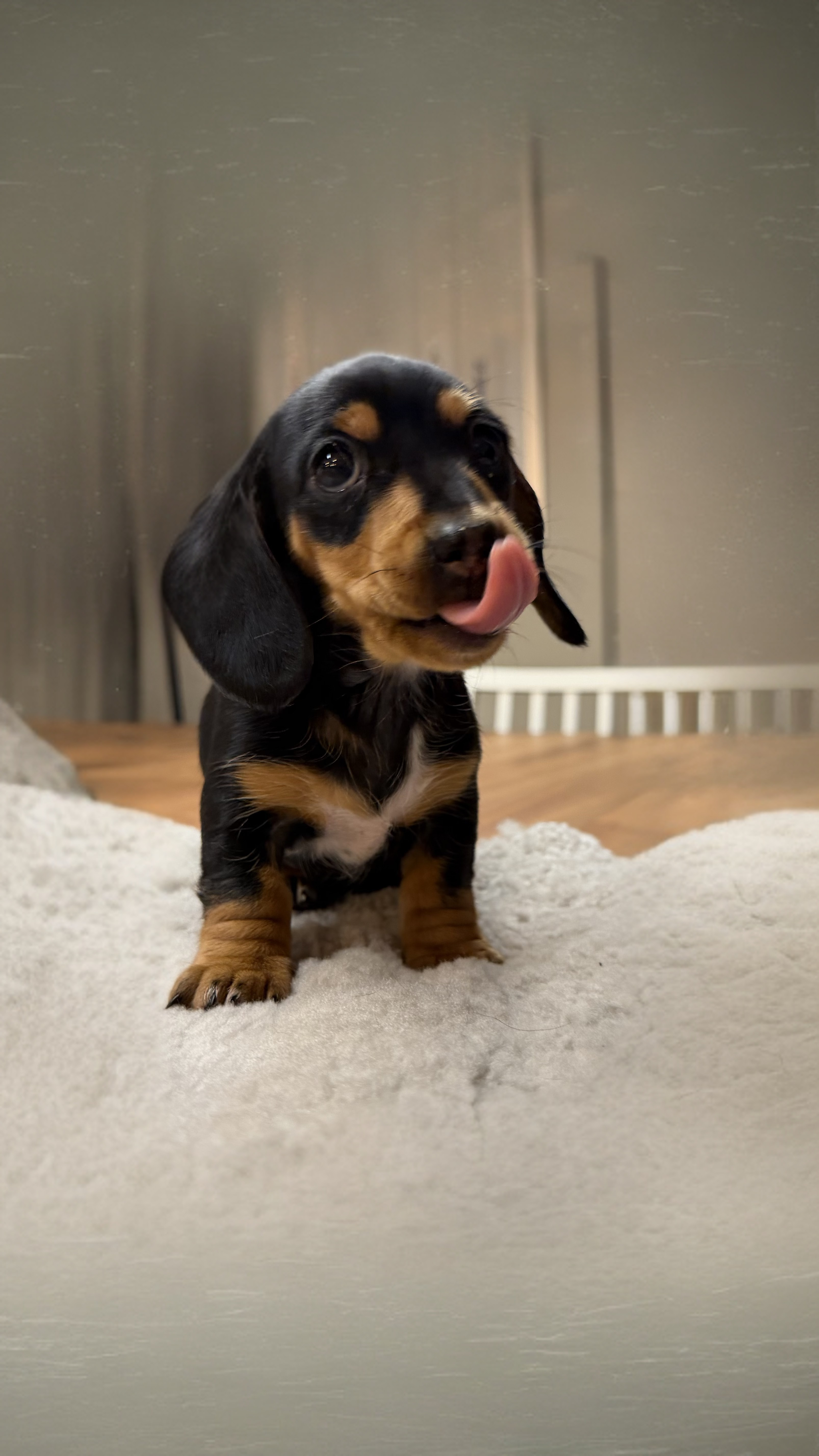 Dachshund – Morley