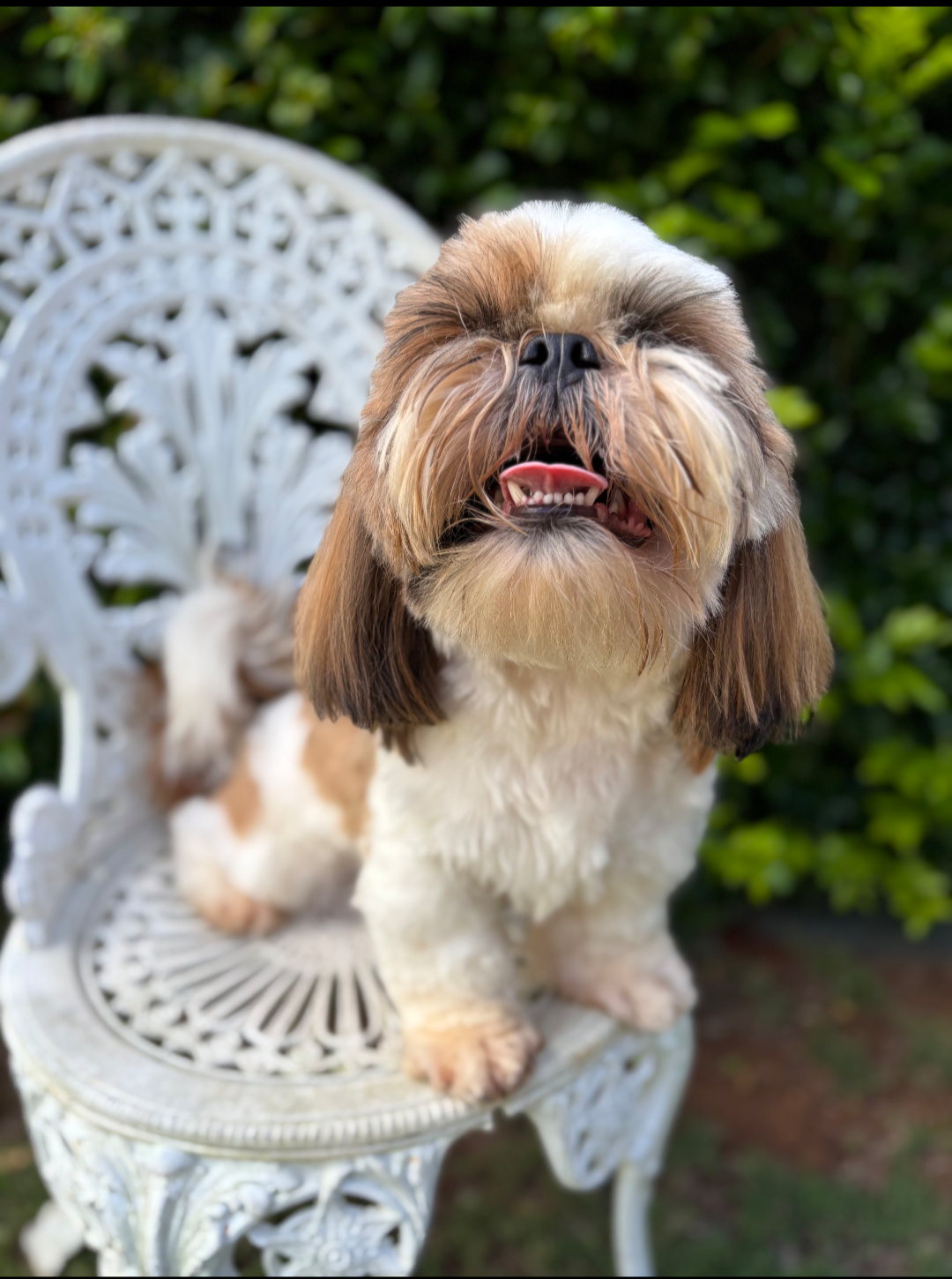 Shih Tzu – Toowoomba