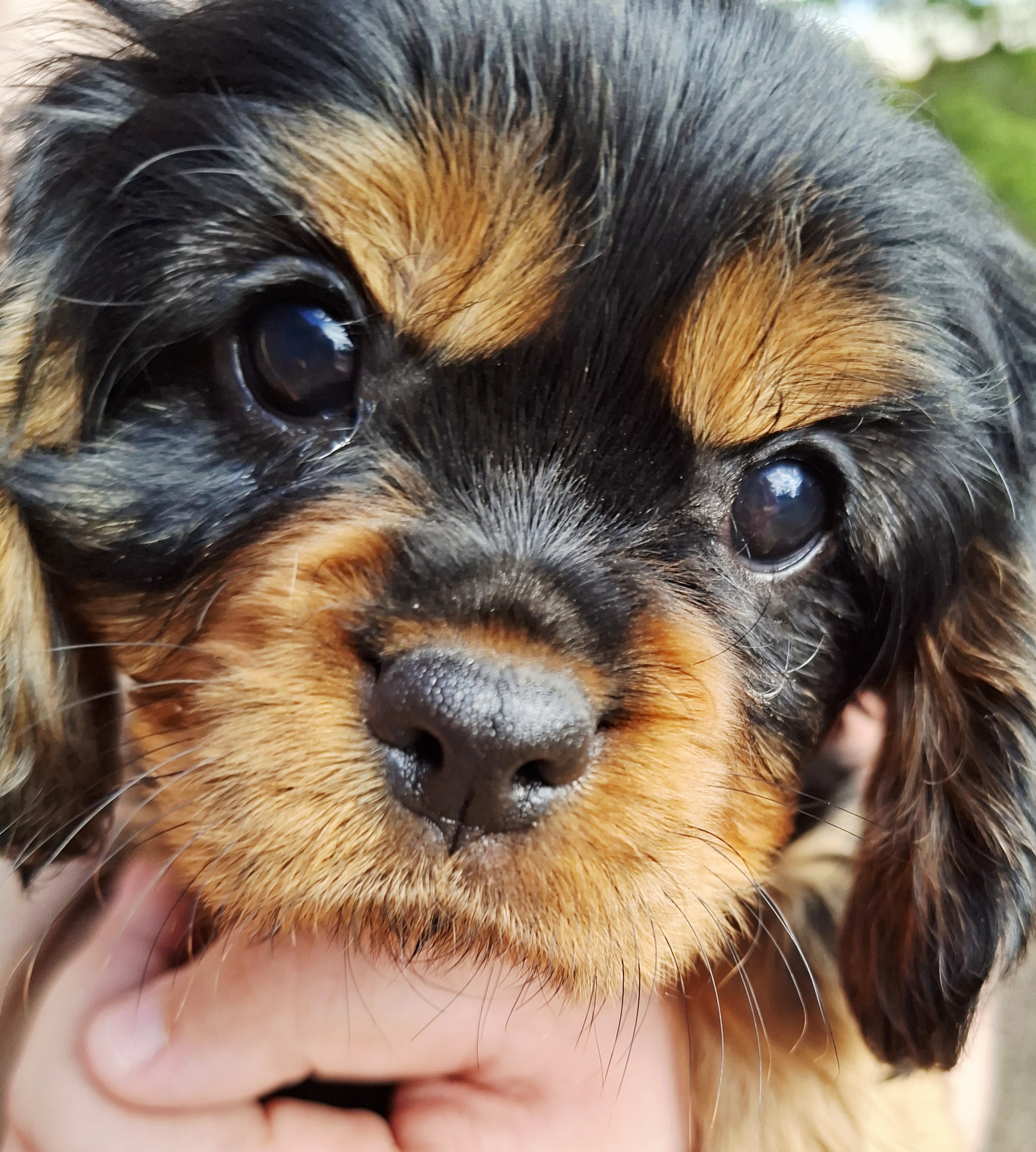 Cavalier King Charles Spaniel – Lockrose