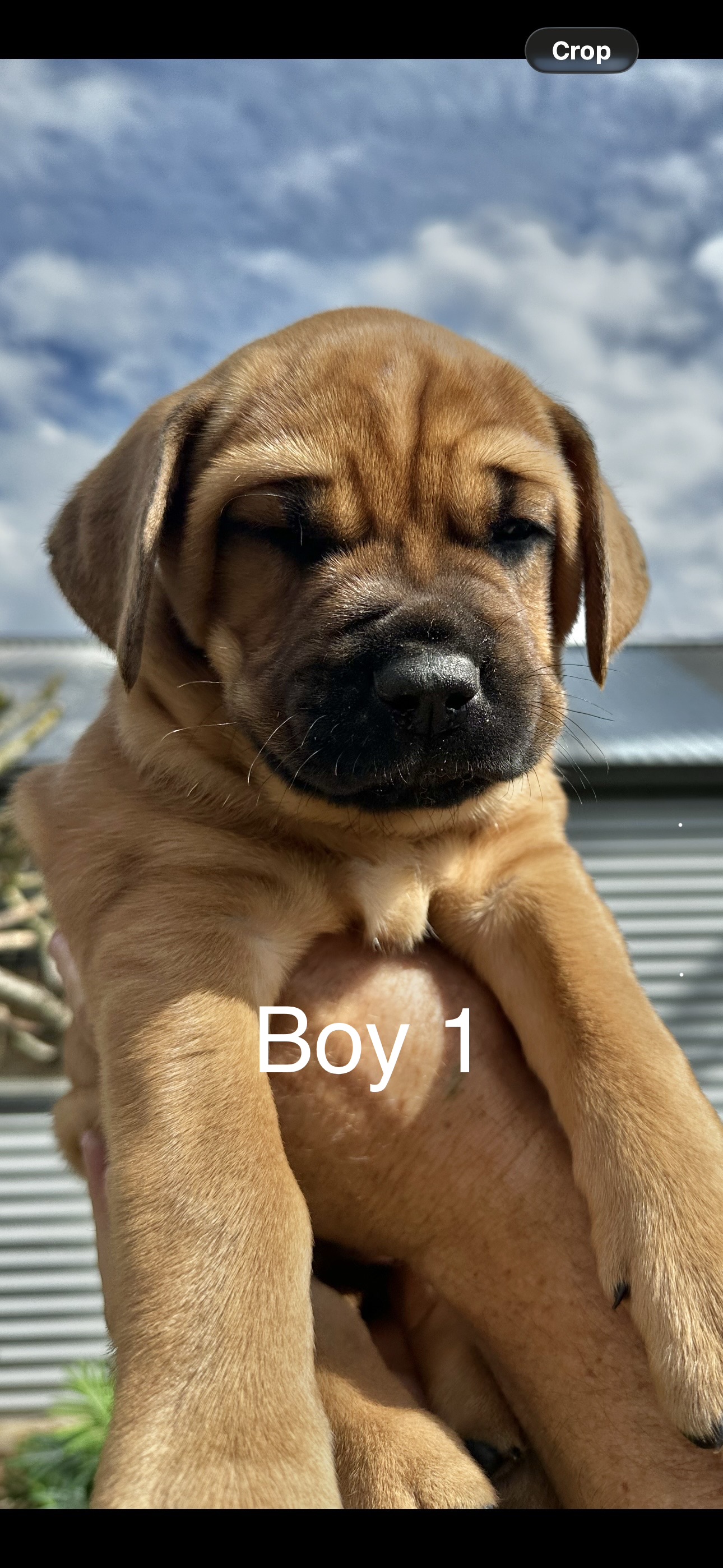 Mastiff – Kerrie