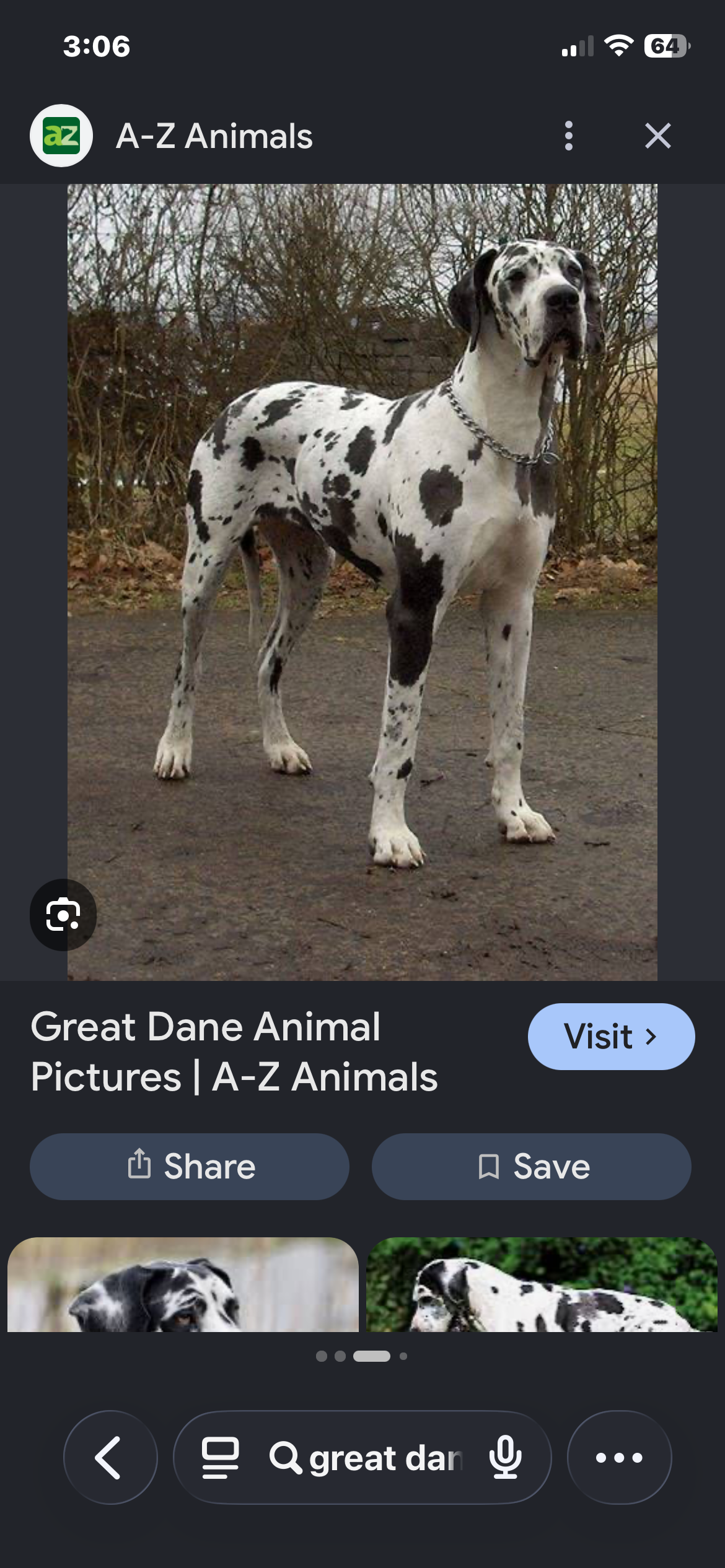 Great Dane – Eden Hill