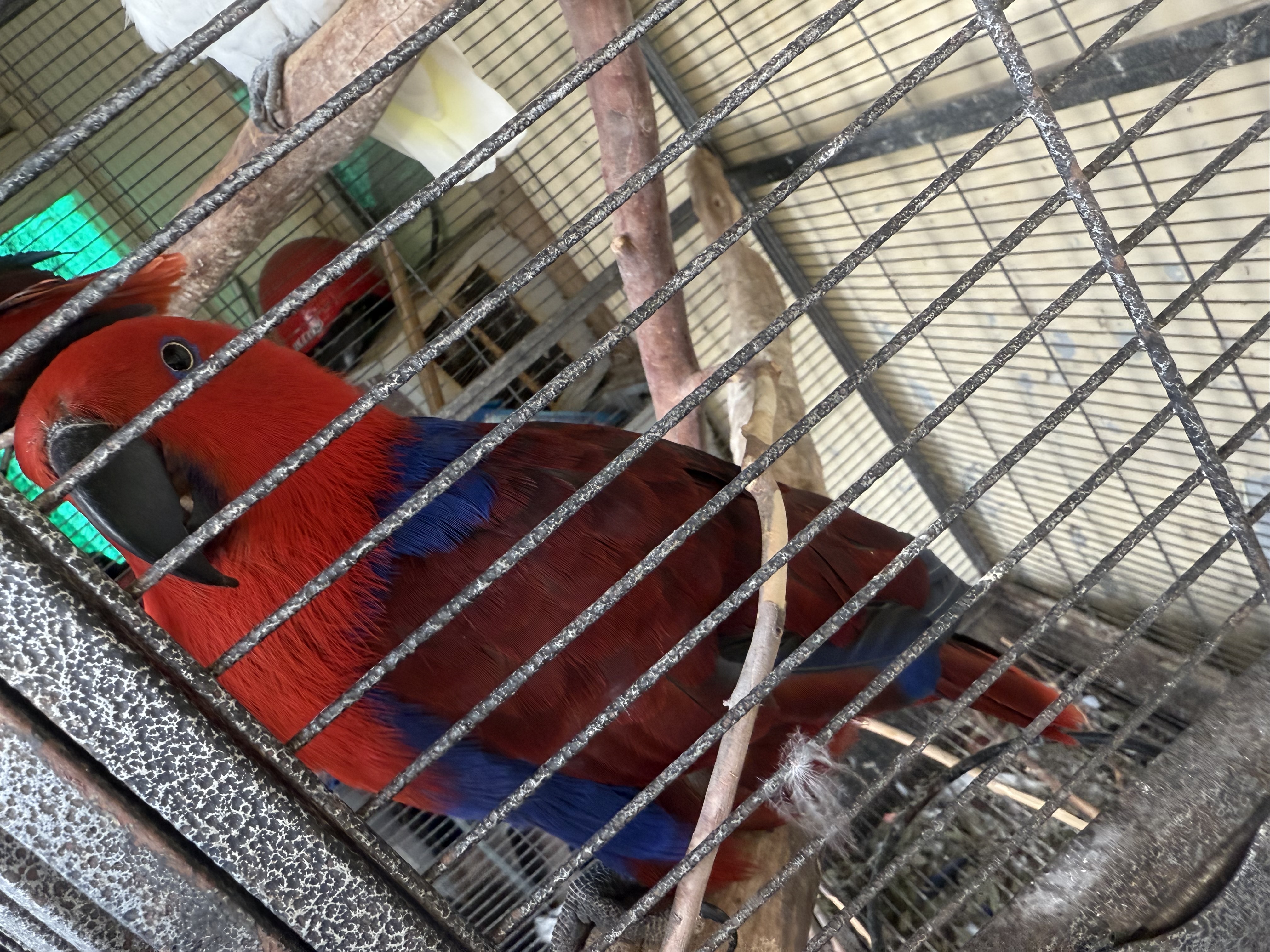 Parrots – Murray Bridge
