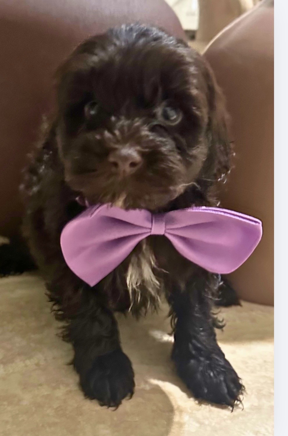 Cavoodle – Greystanes