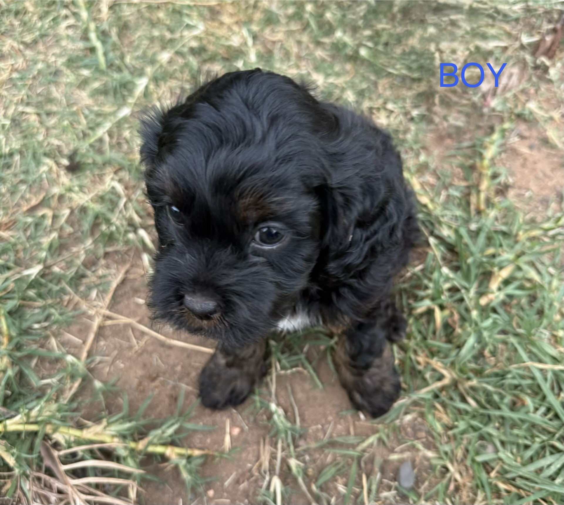 Cavoodle – Dubbo