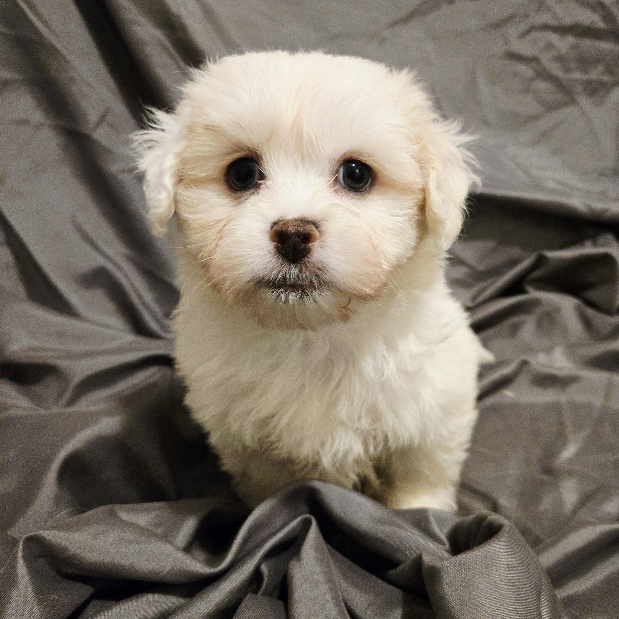 Maltese Shih Tzu – Benalla