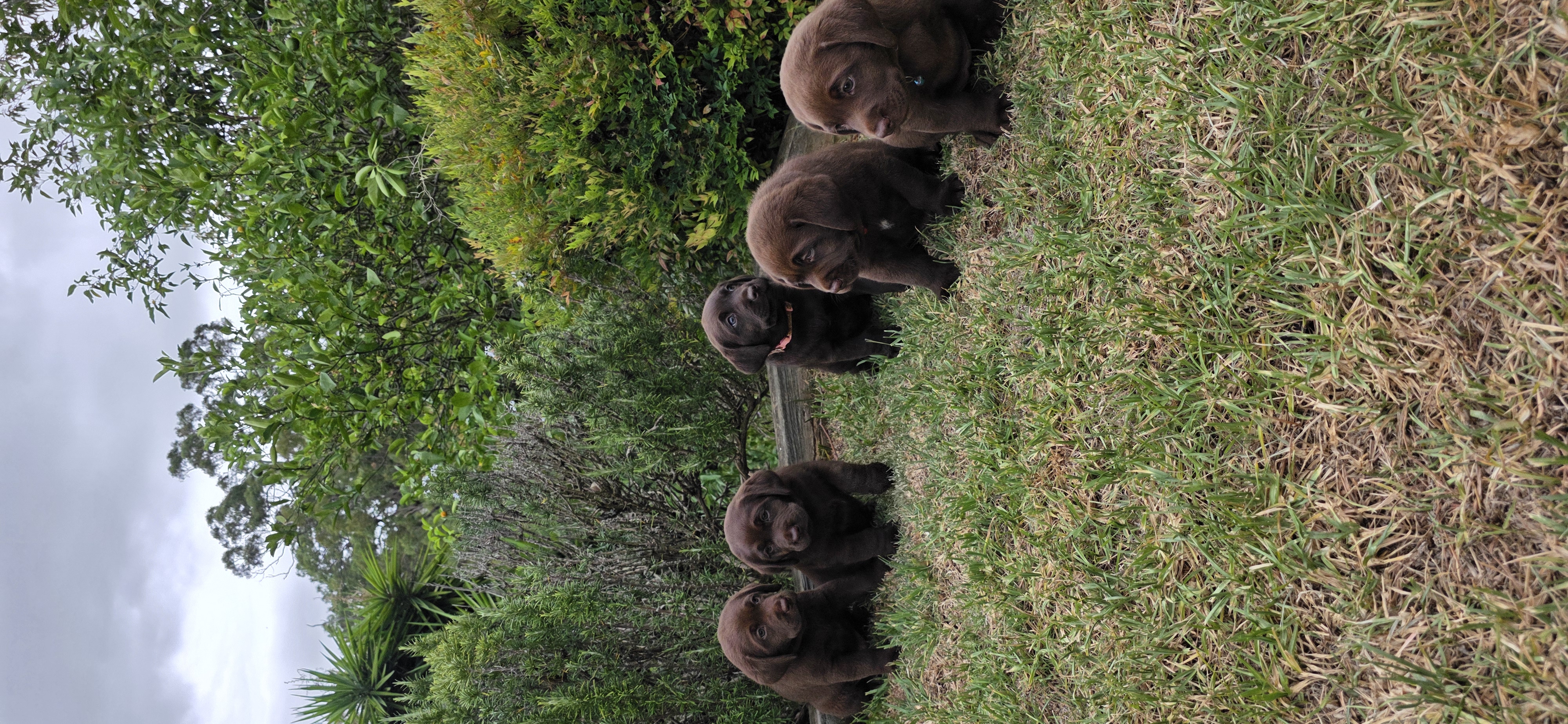 Labrador Retriever – Gowrie Junction