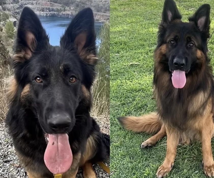 German Shepherd – Ridgehaven