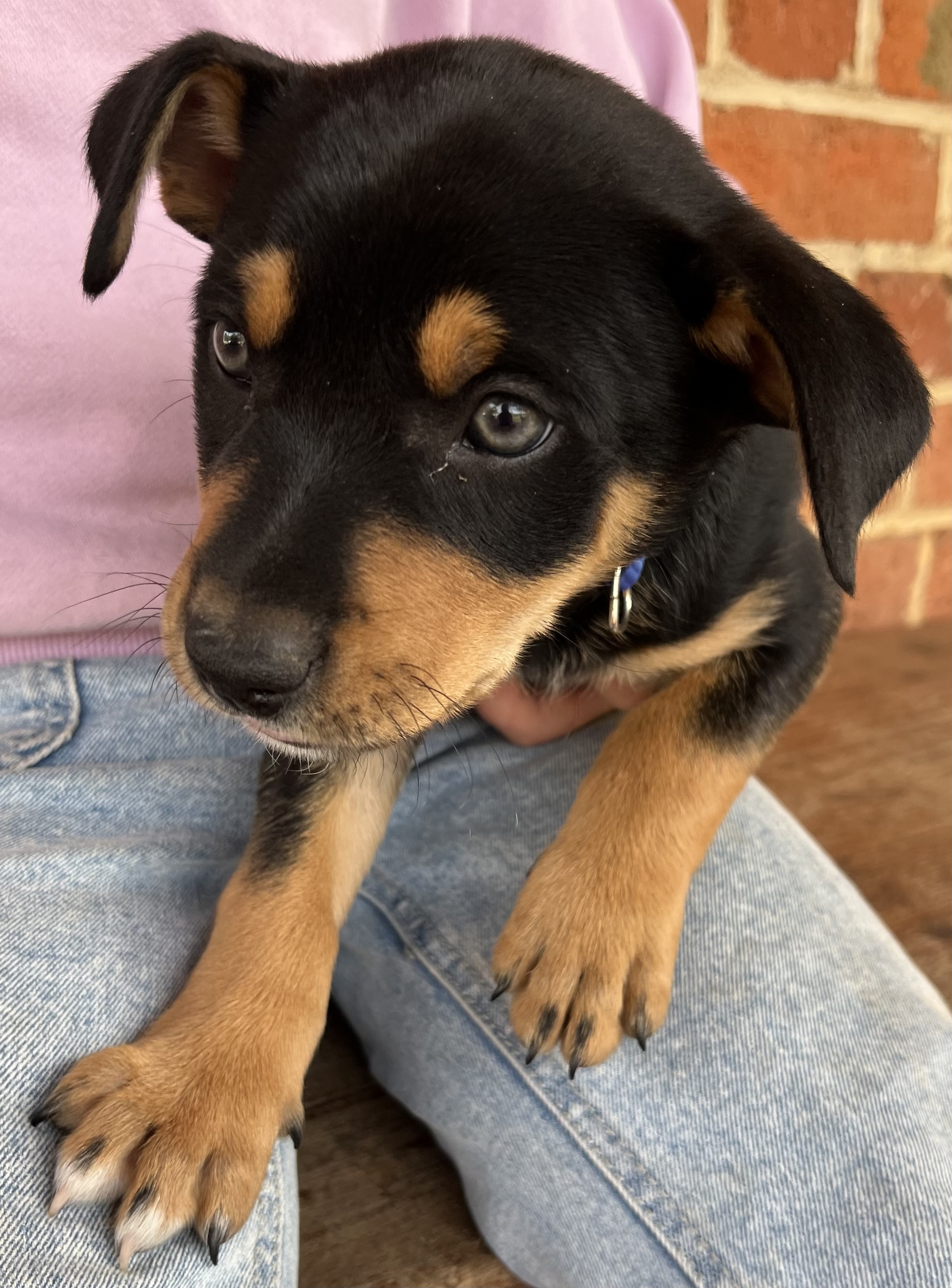 Australian Kelpie – Bec