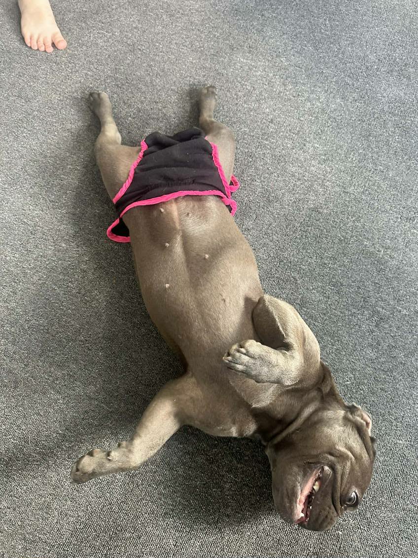 French Bulldog – Woodridge