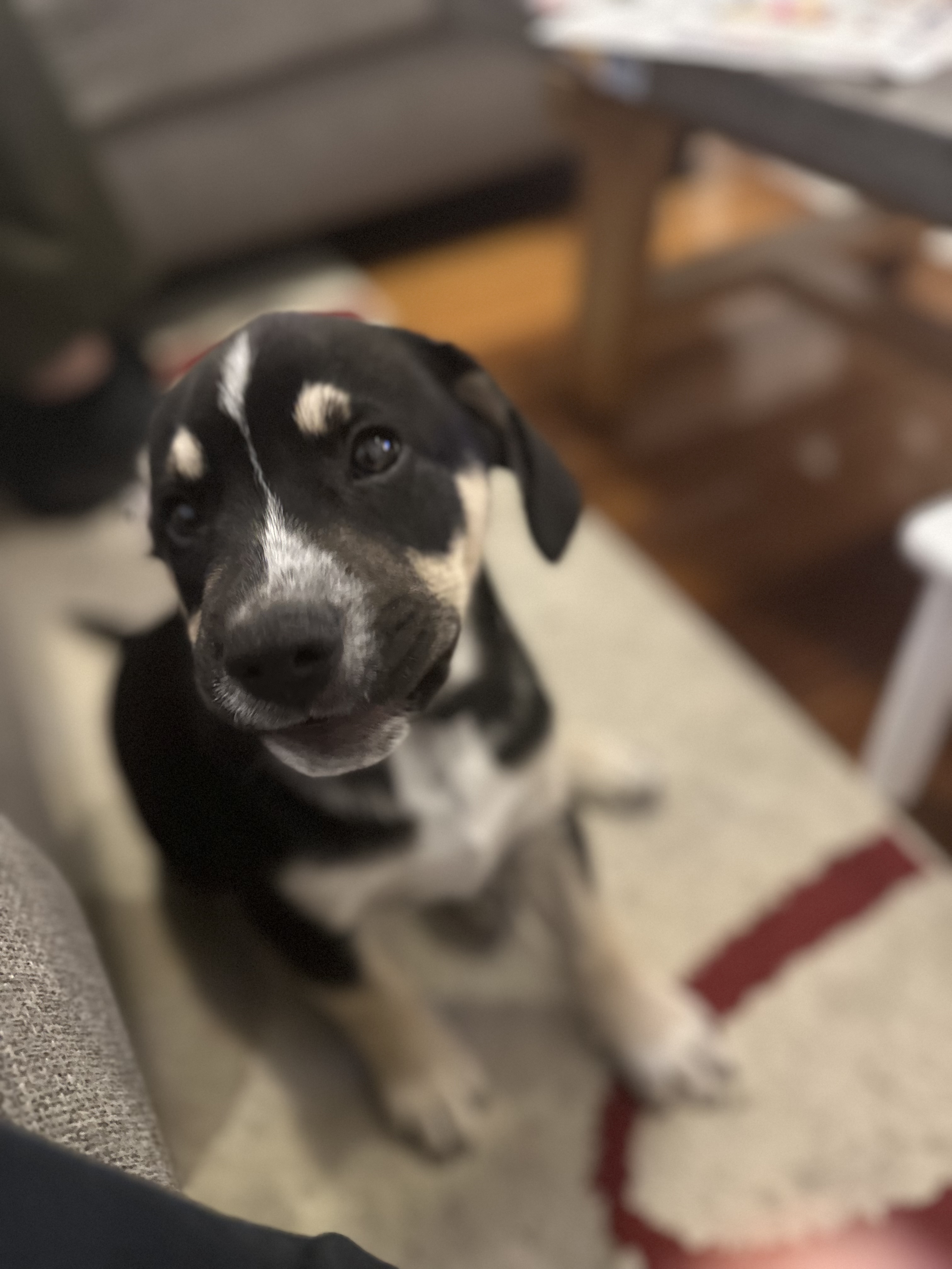 French Bulldog – Montagu Bay