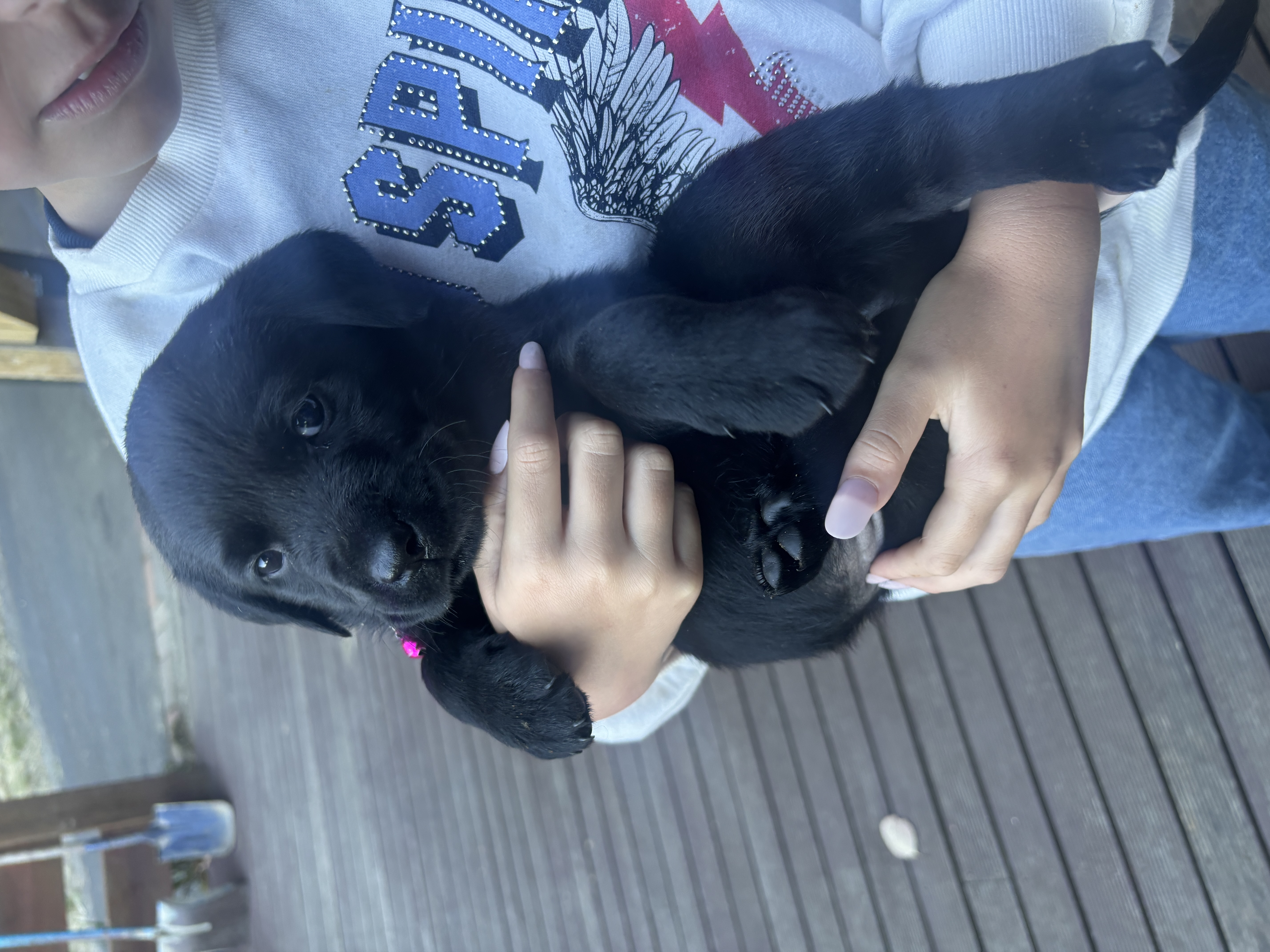 Labrador Retriever – Ebony Delany