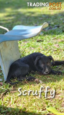 Australian Kelpie – Edmonton