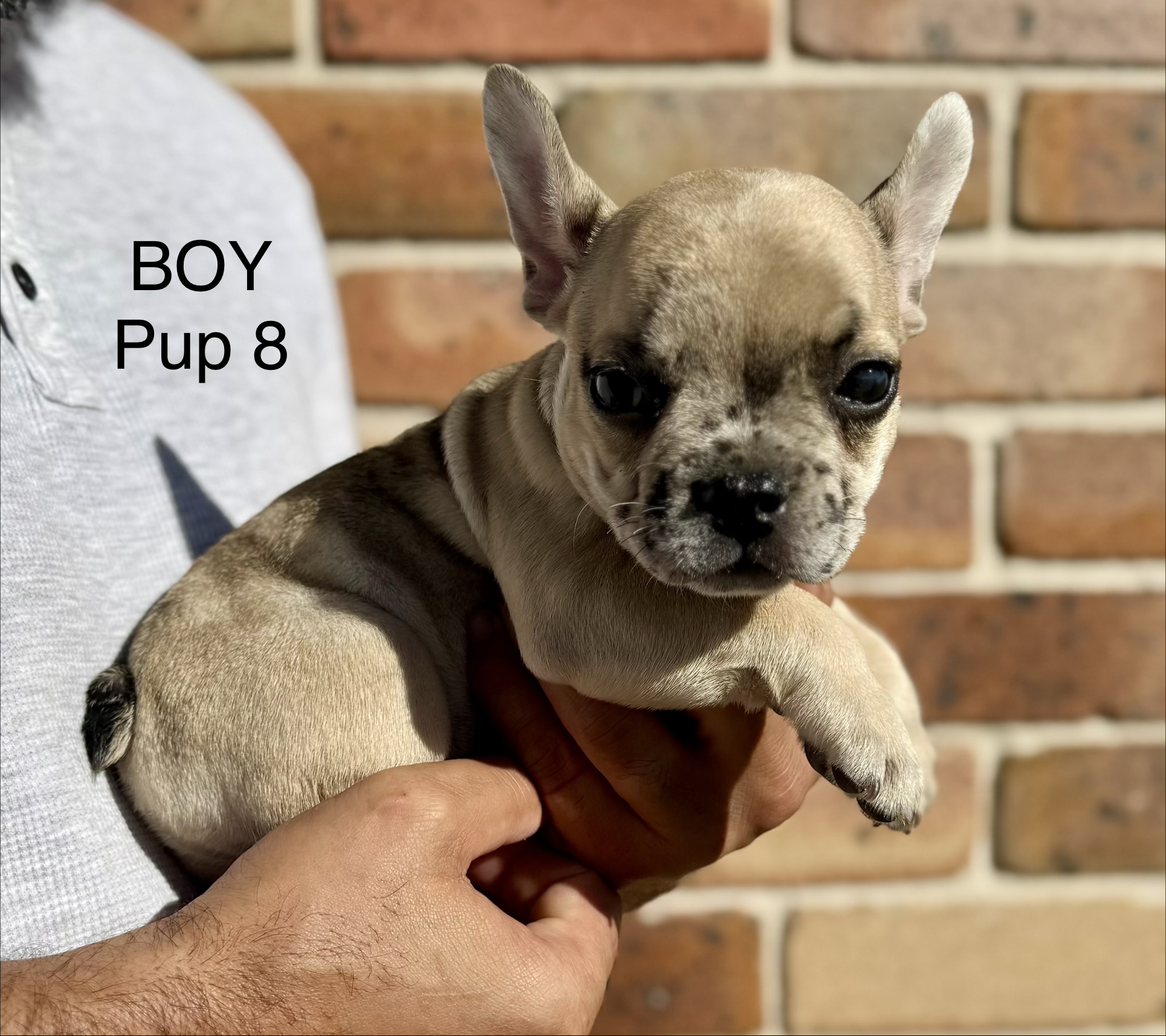French Bulldog – Kootingal