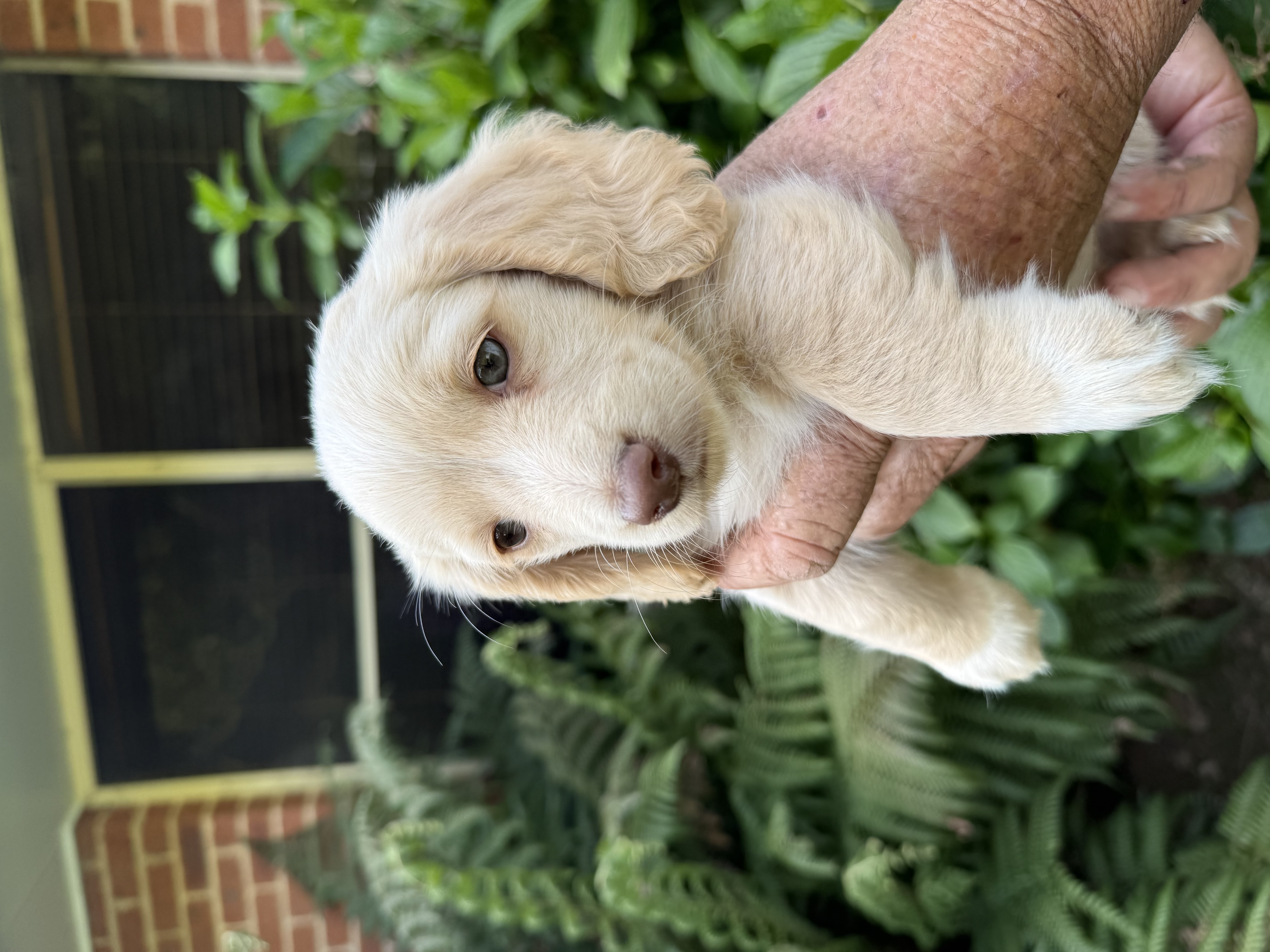 Dachshund – Oberon