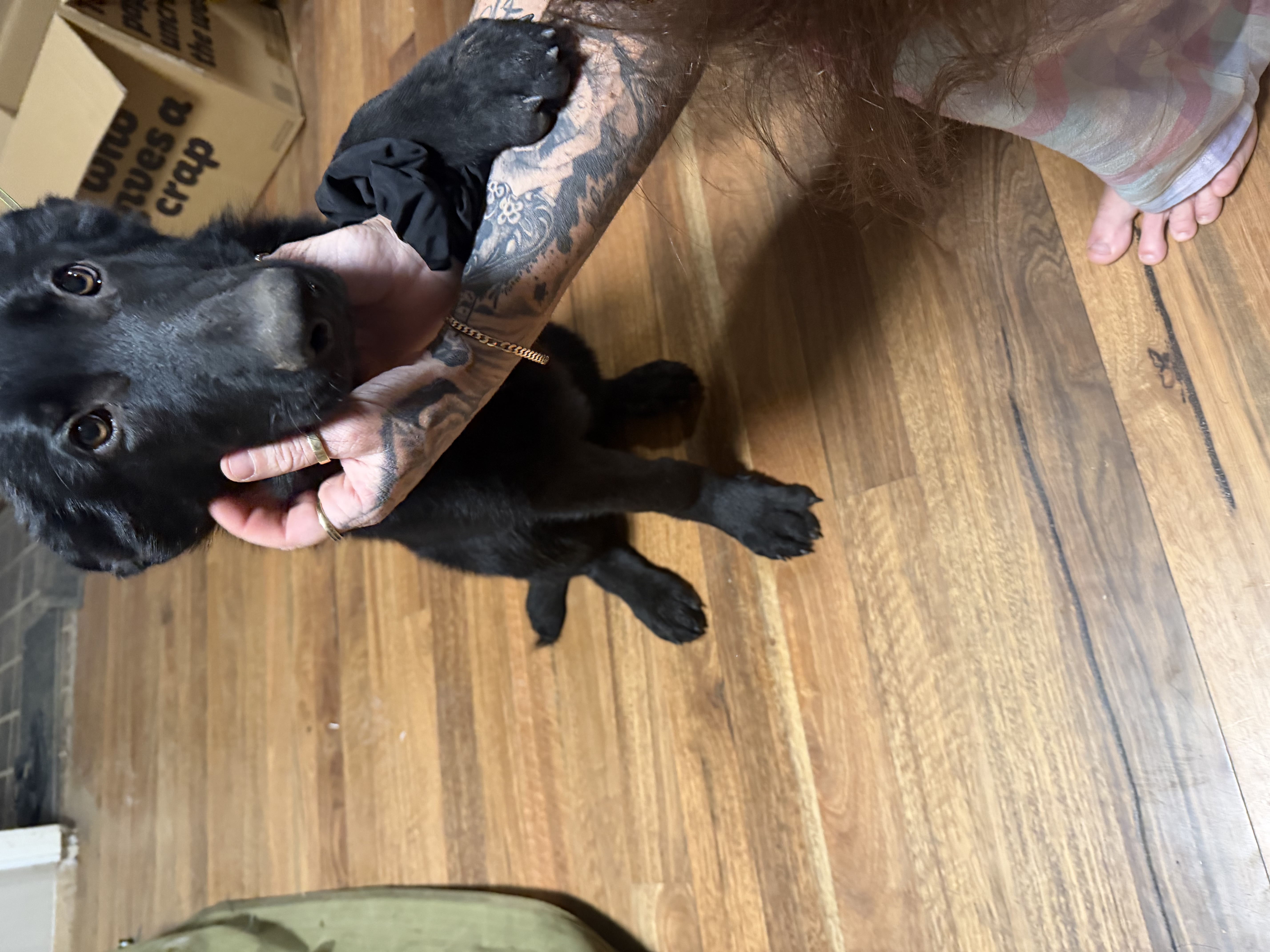 Dogs – Maison Dieu