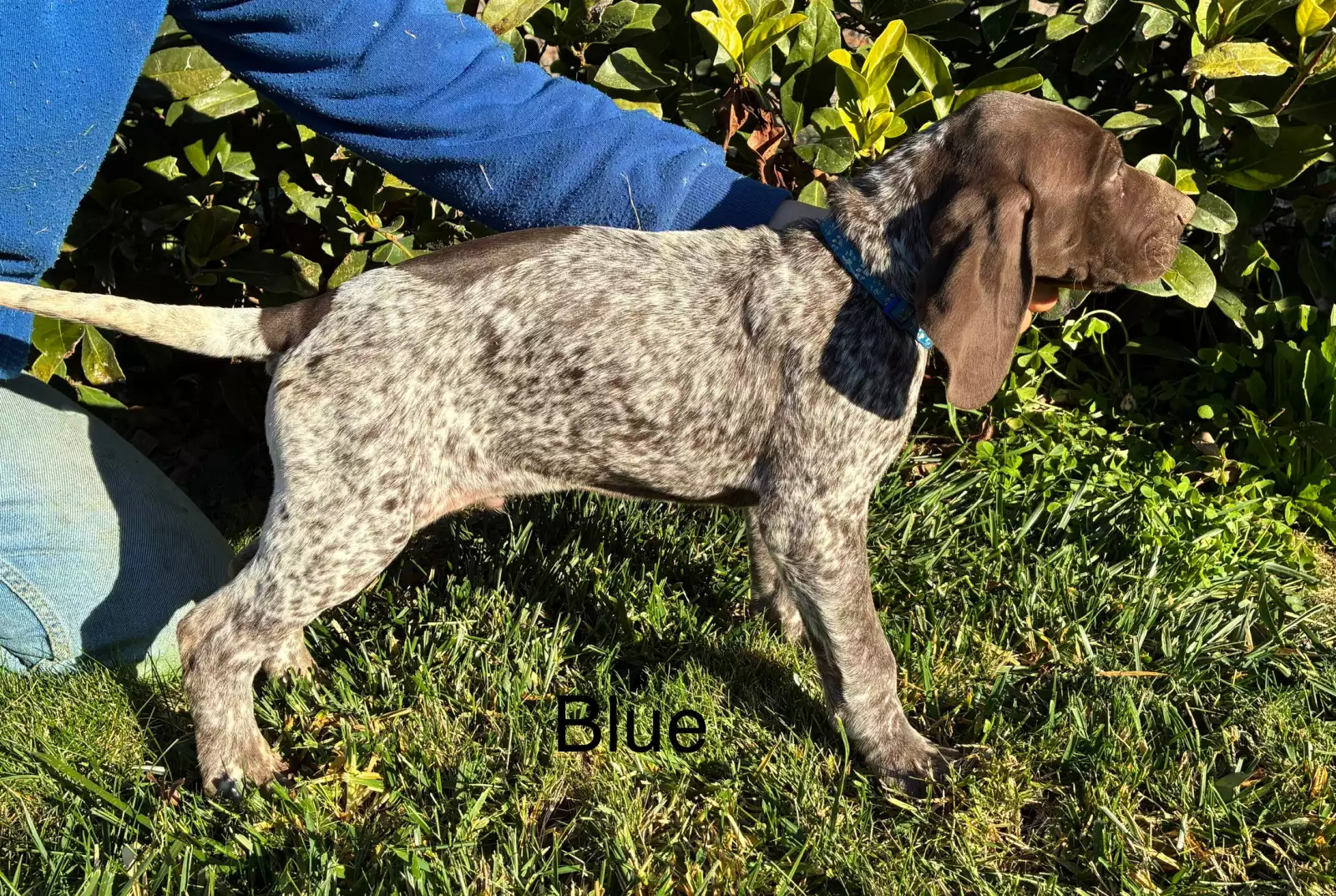 German Shorthaired Pointer - Kurrajong
