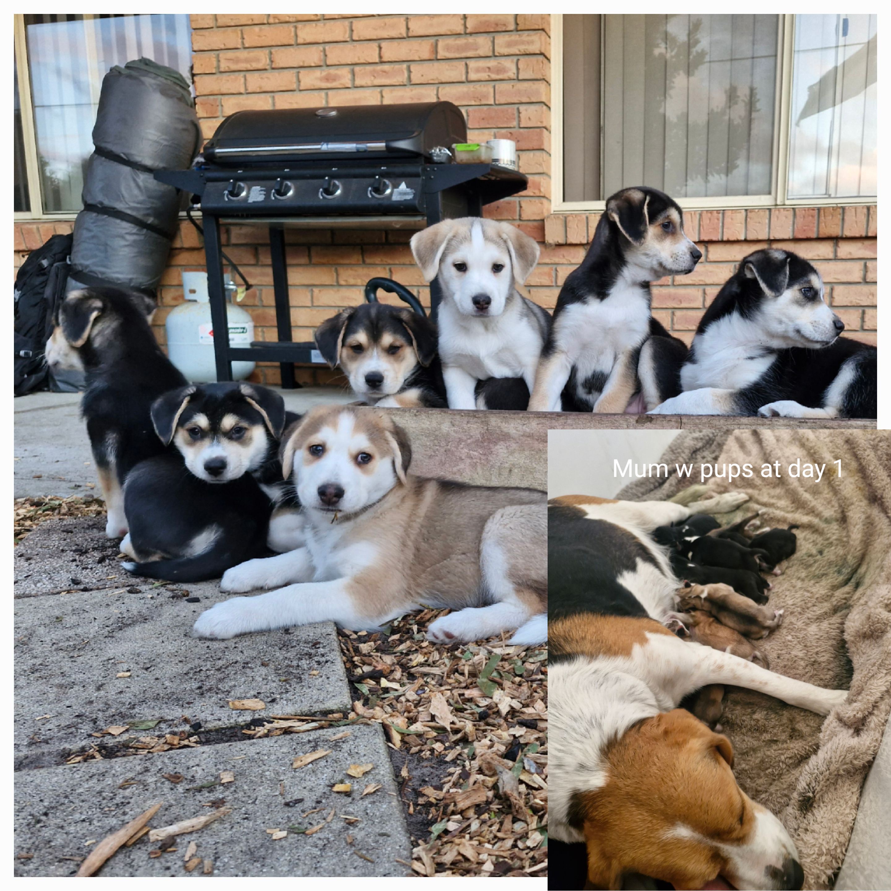 Husky – Dodges Ferry