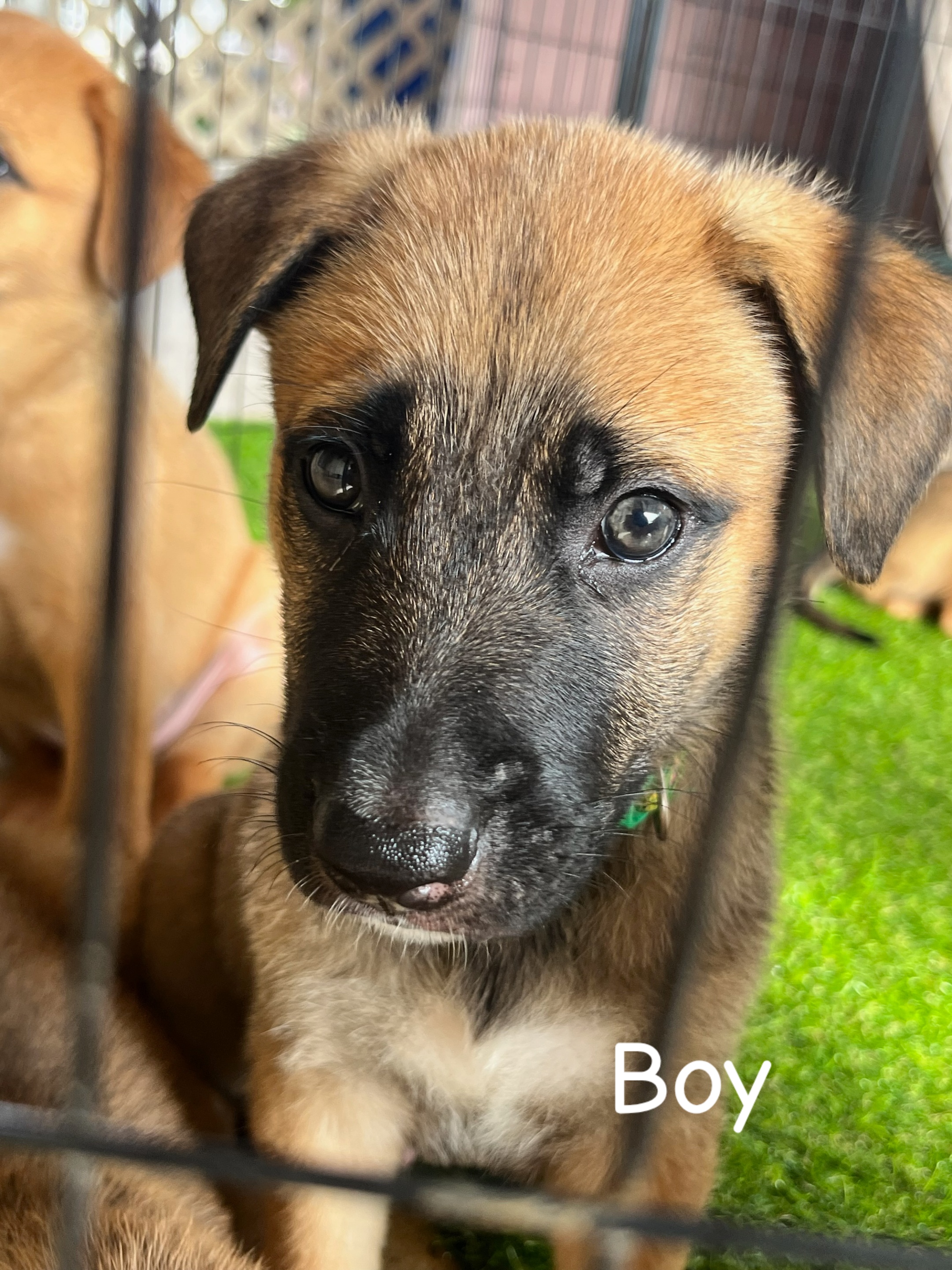 German Shepherd – Pallarenda