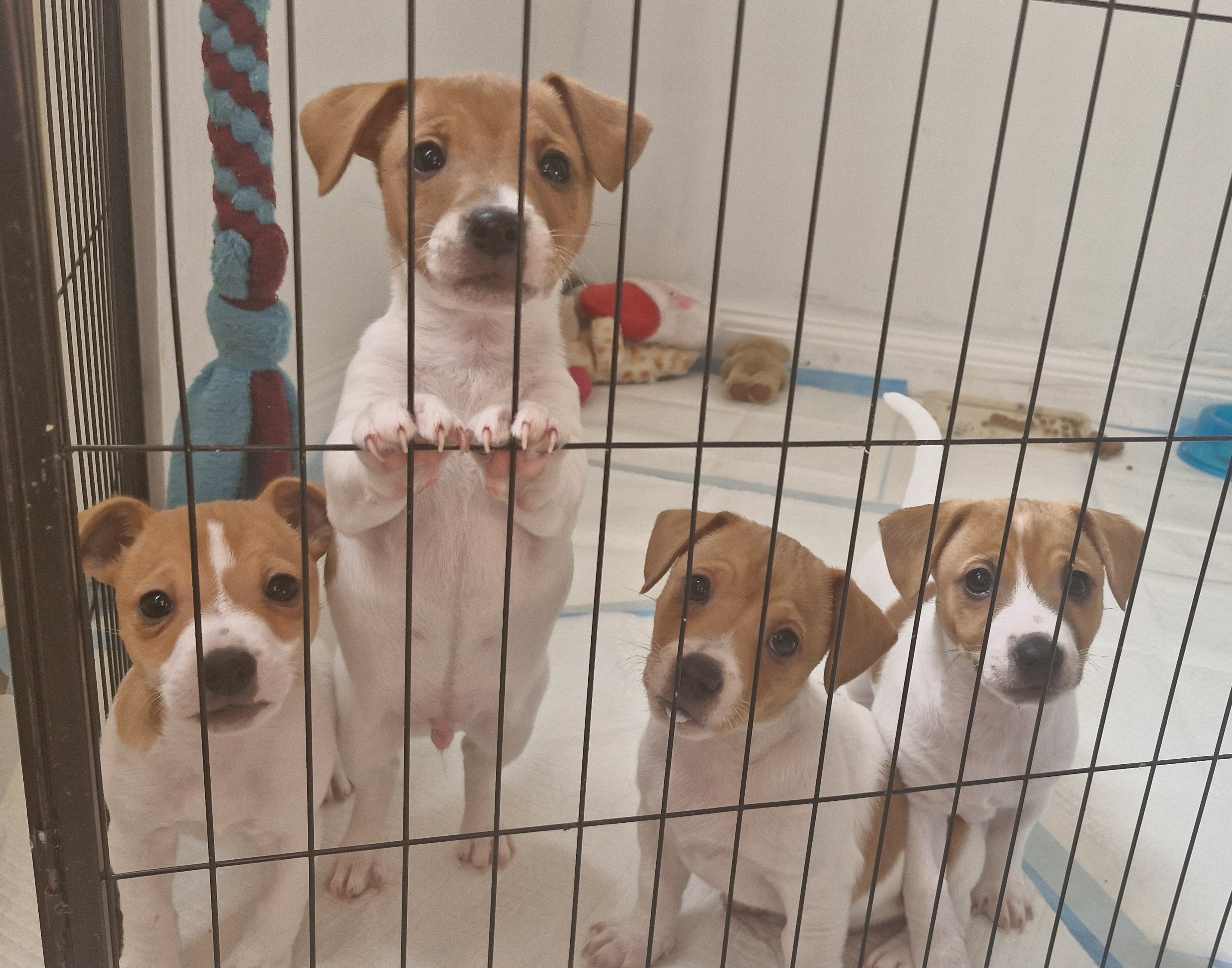 Jack Russell – Braidwood