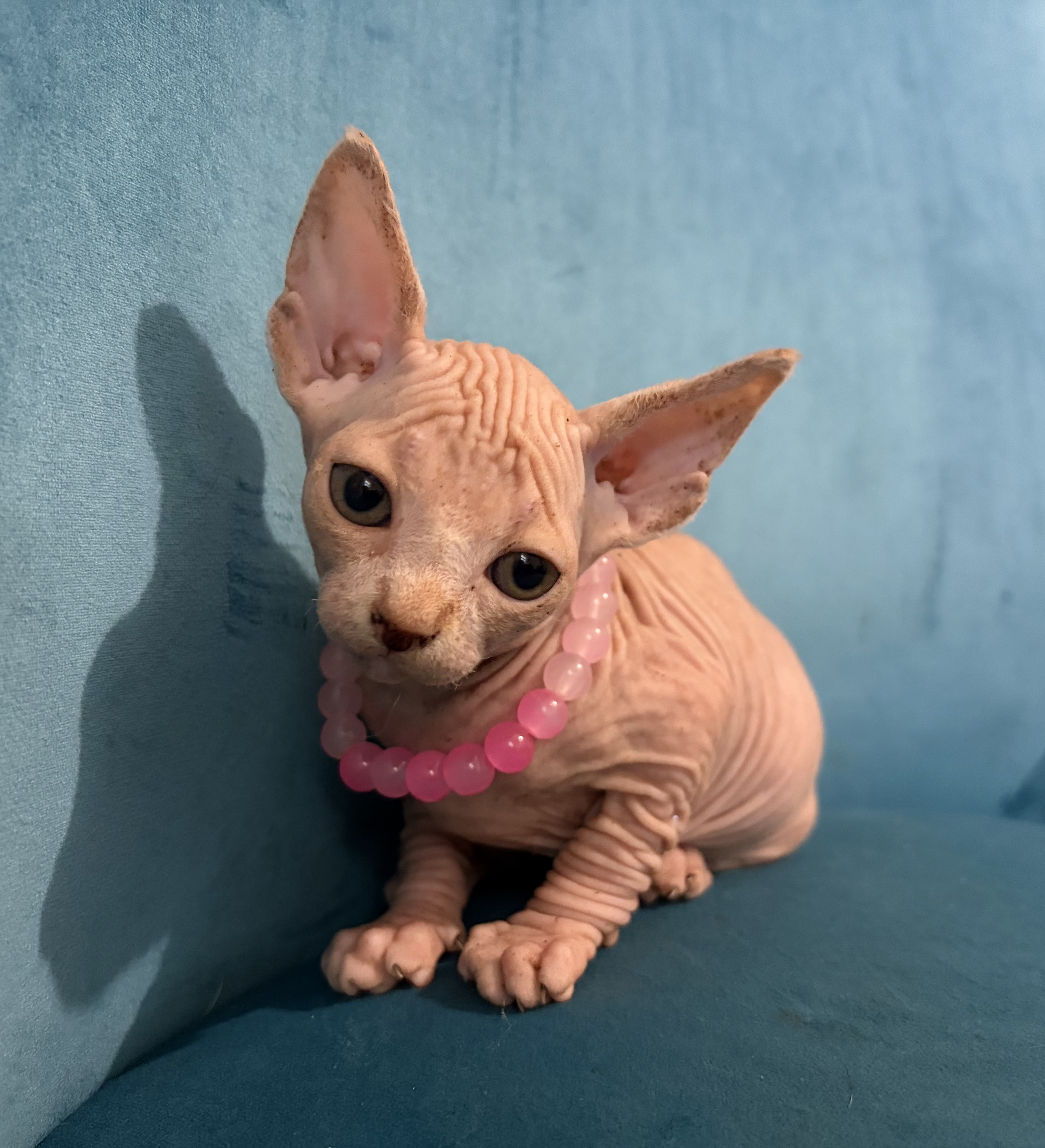 Sphynx – Gloucester