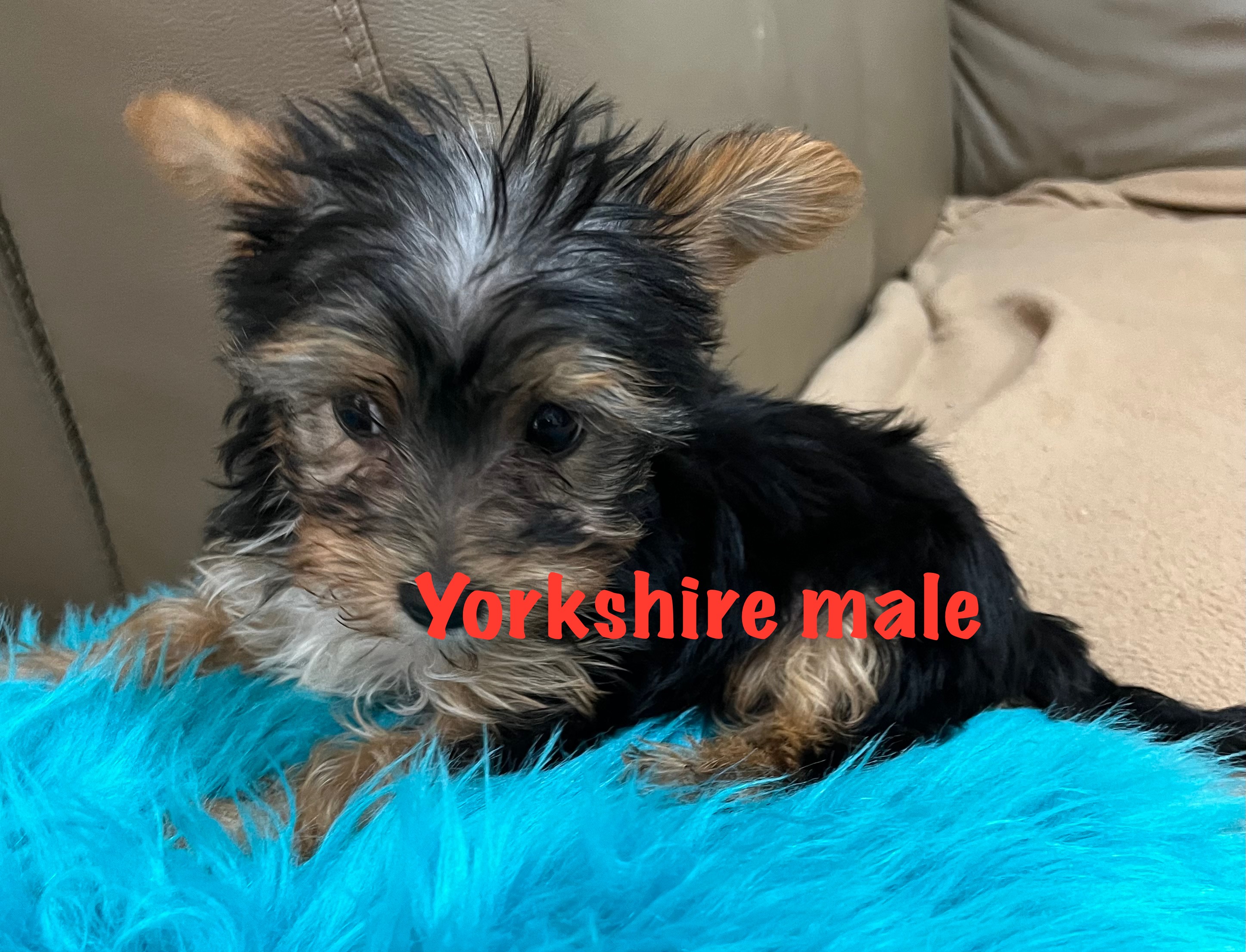 Yorkshire Terrier – Rooty Hill