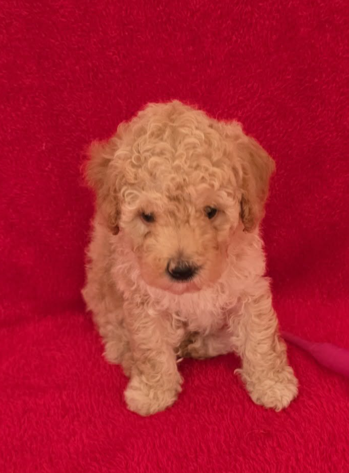 Toy Poodle – Coonamble