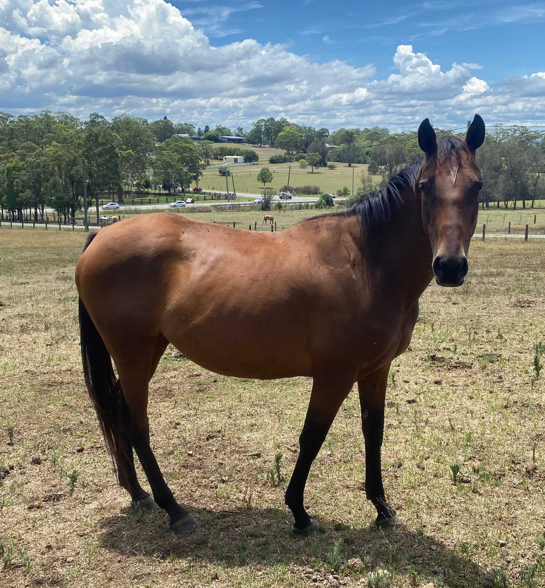 Stockhorse – Rutherford