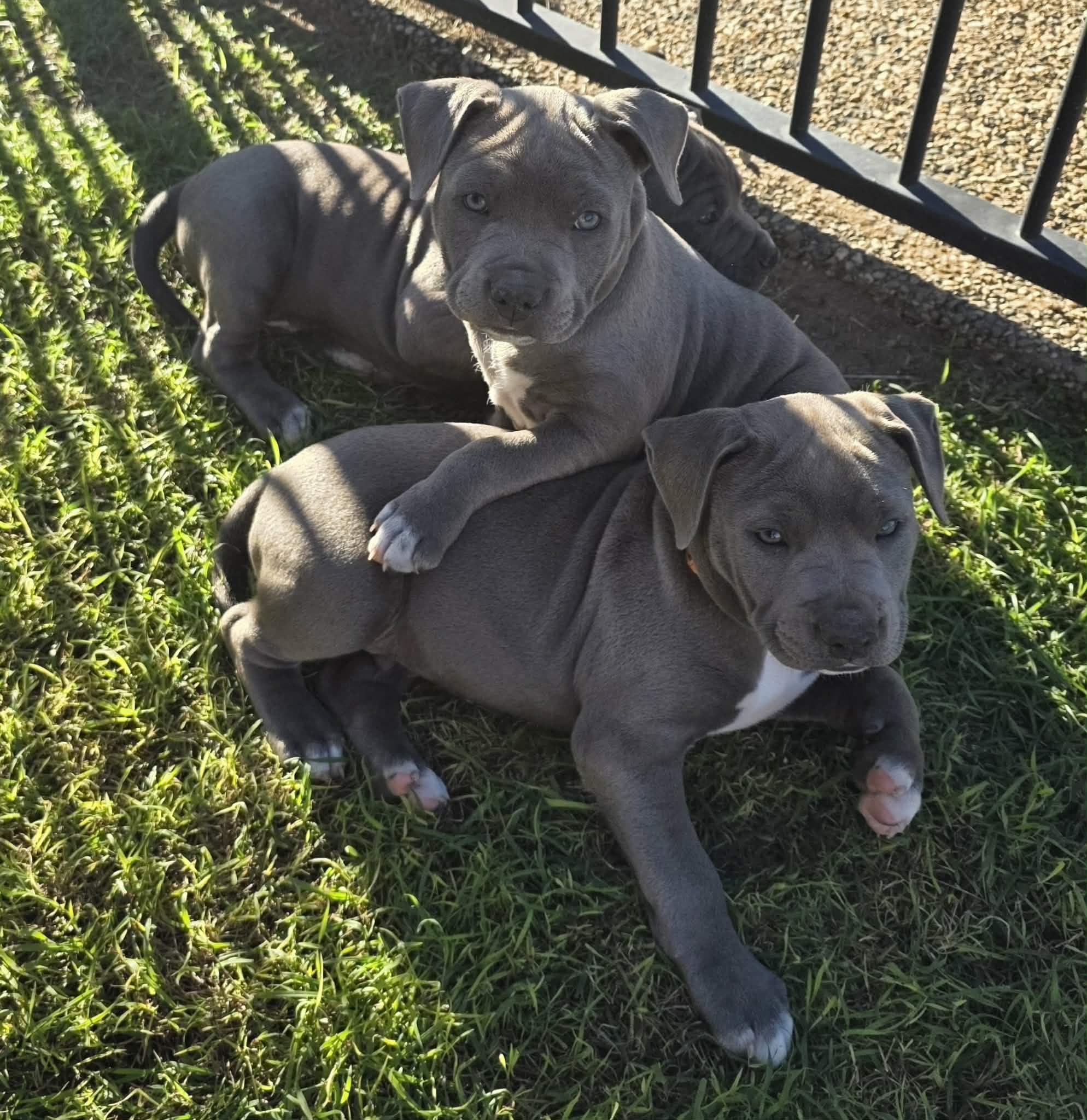 American Staffordshire Bull Terrier – Mackay