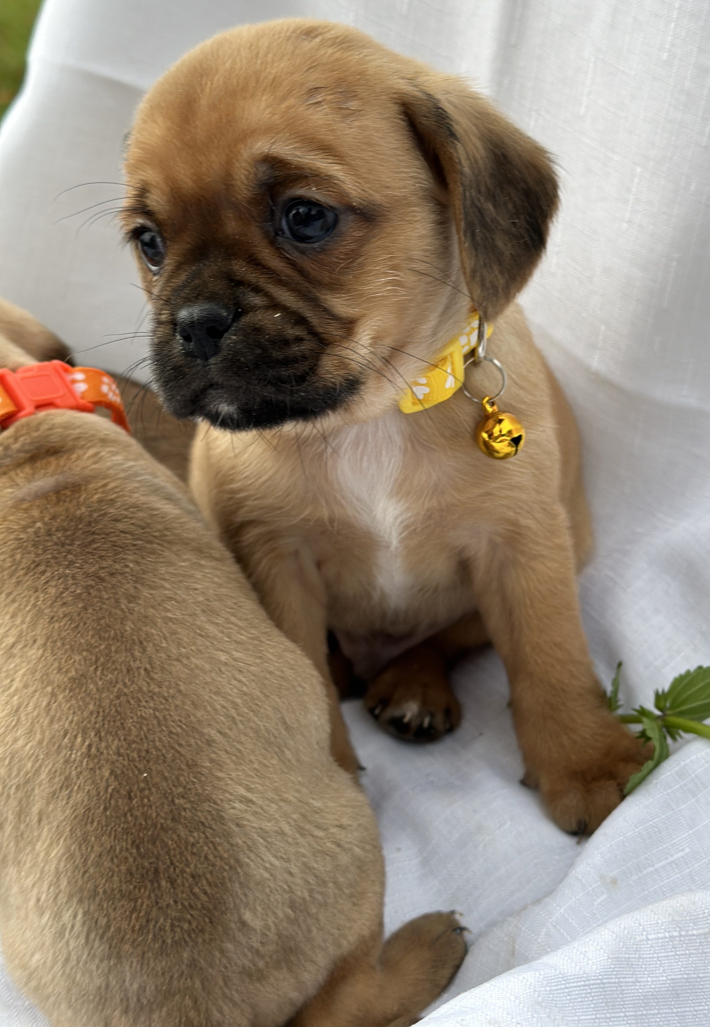 Pugalier (Pug x King Charles Cavalier) – Delivery available to SYD/MEL