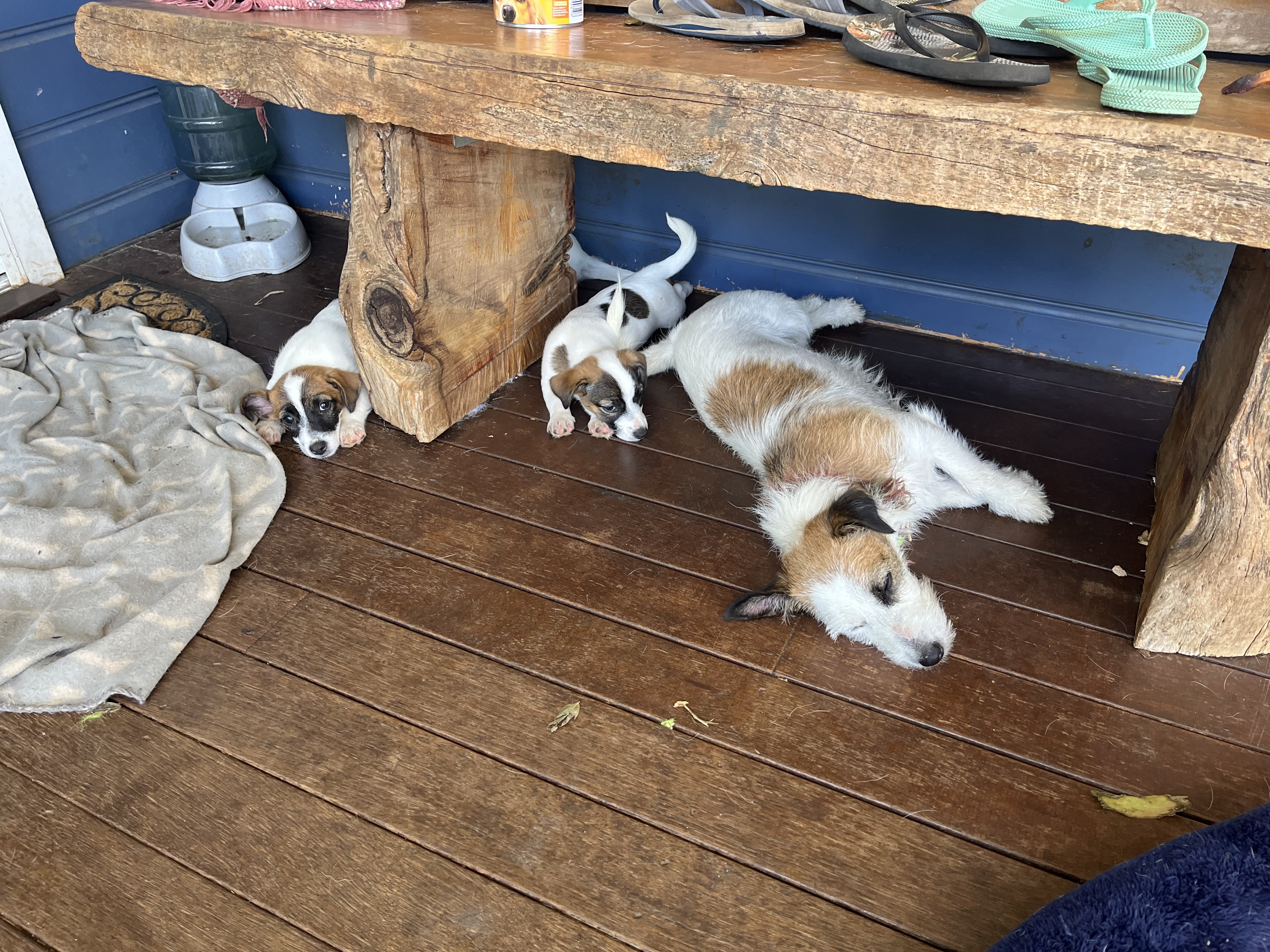 Jack Russell – Gowrie Junction