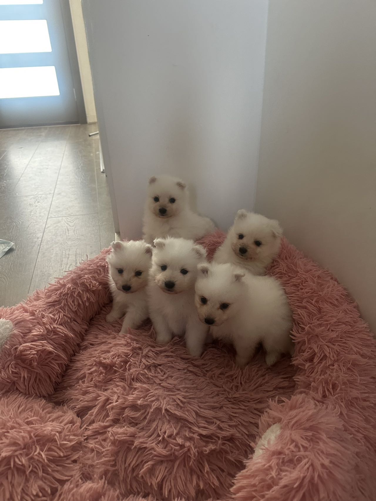 Japanese Spitz – Clayton