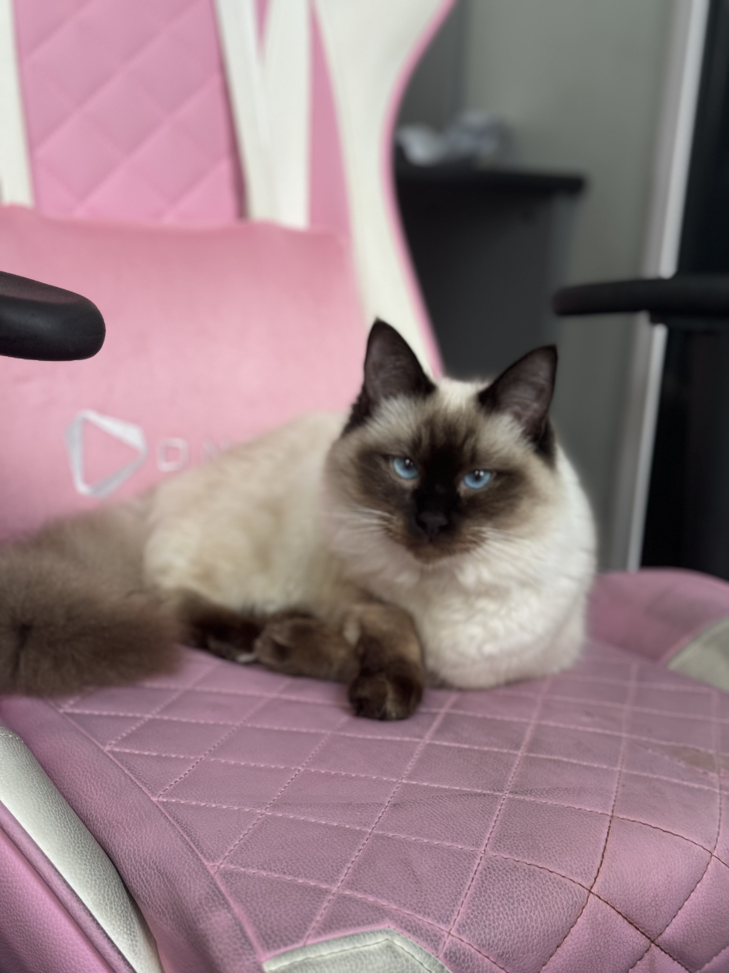 Ragdoll – Keish