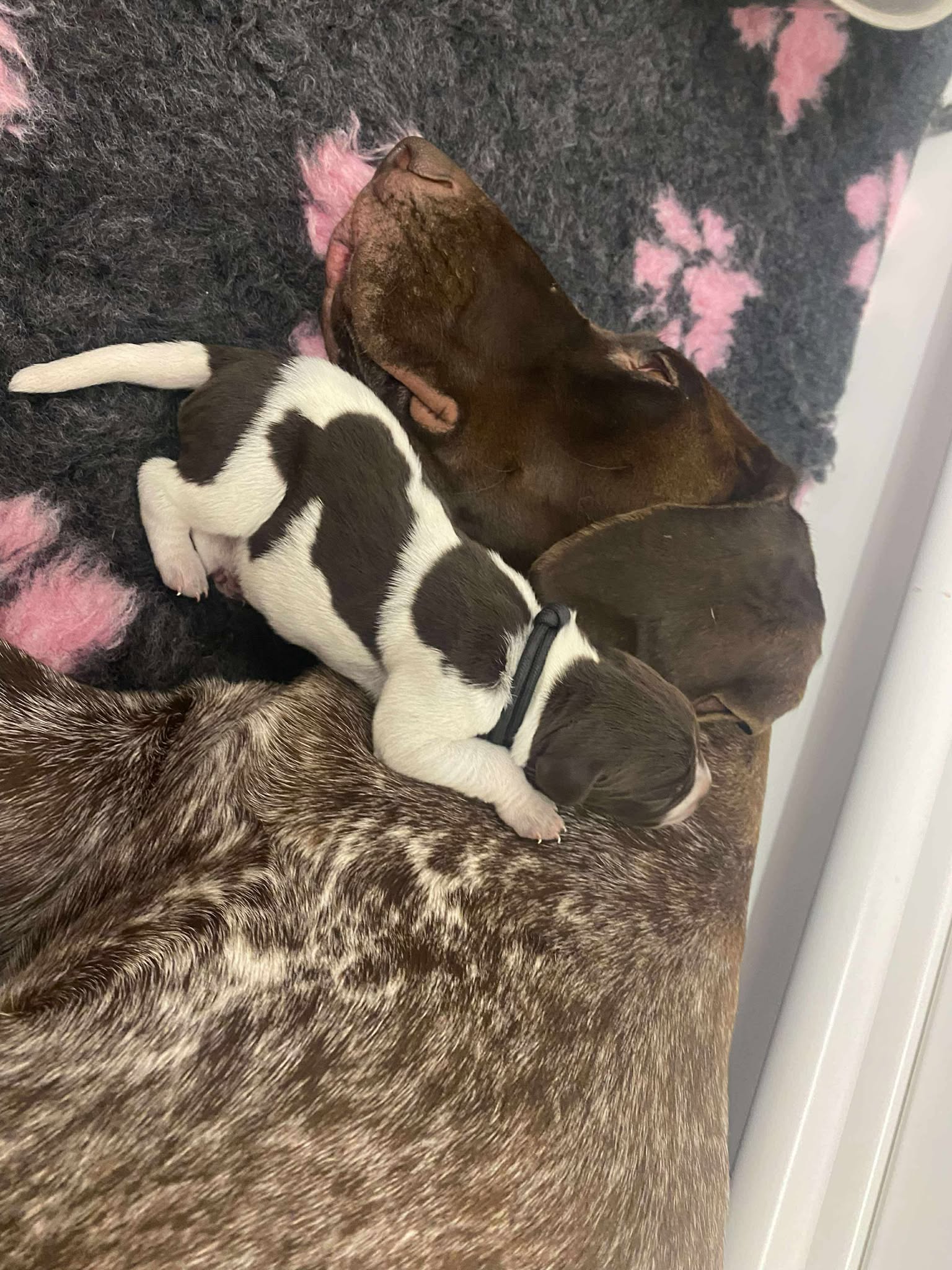 German Shorthaired Pointer – Gympie