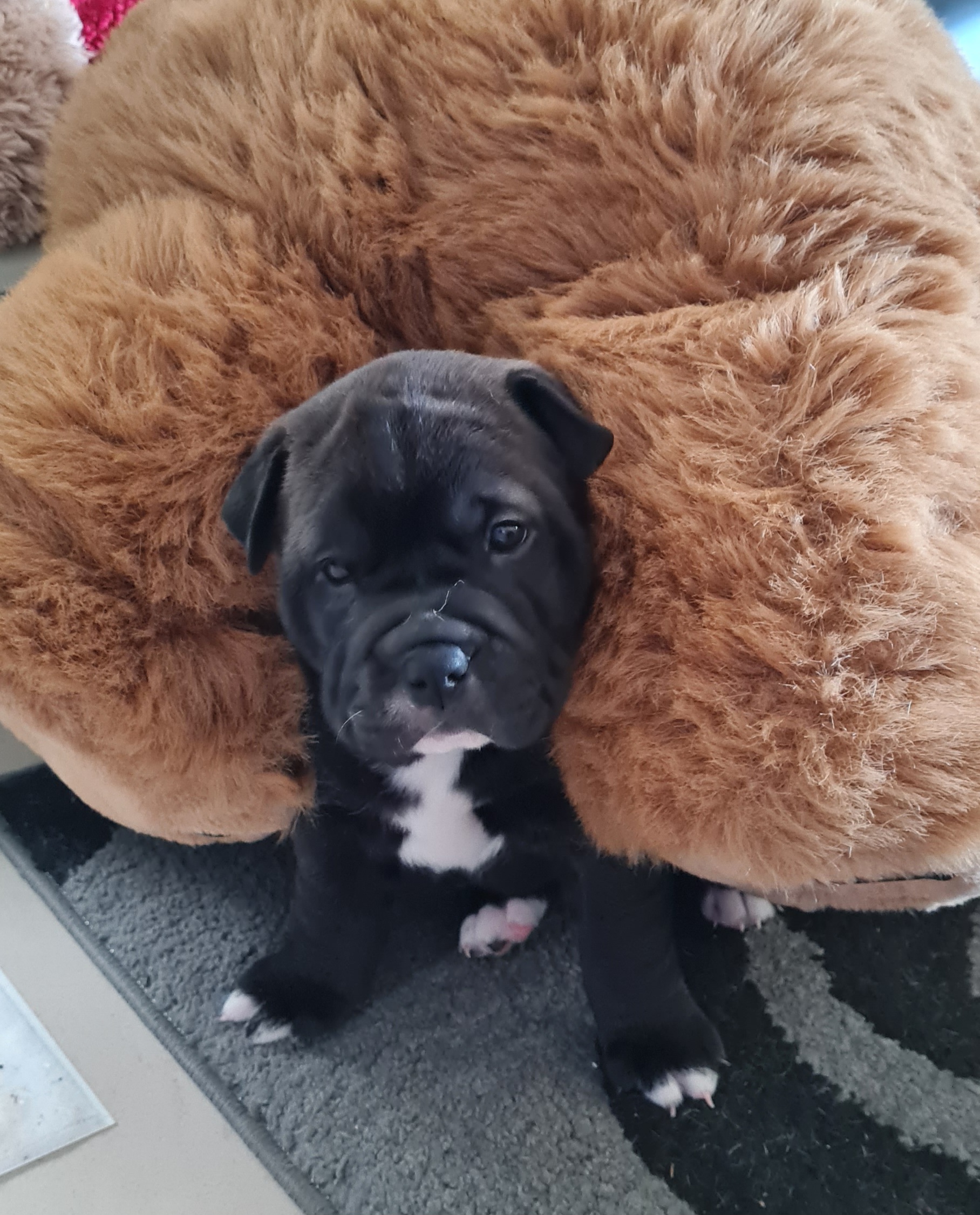 Shar Pei – Kallangur