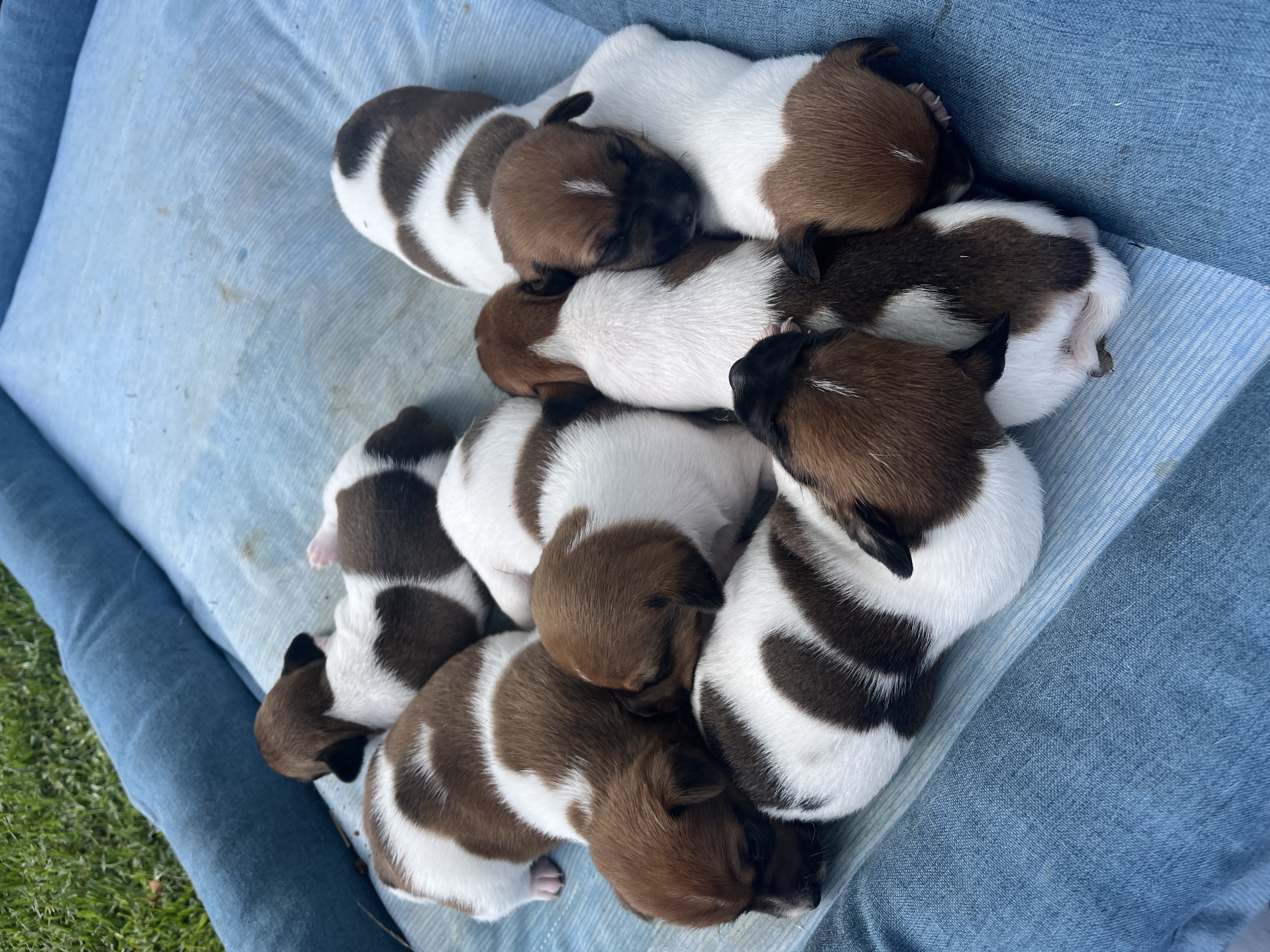 Jack Russell - Pure bred - Wellington