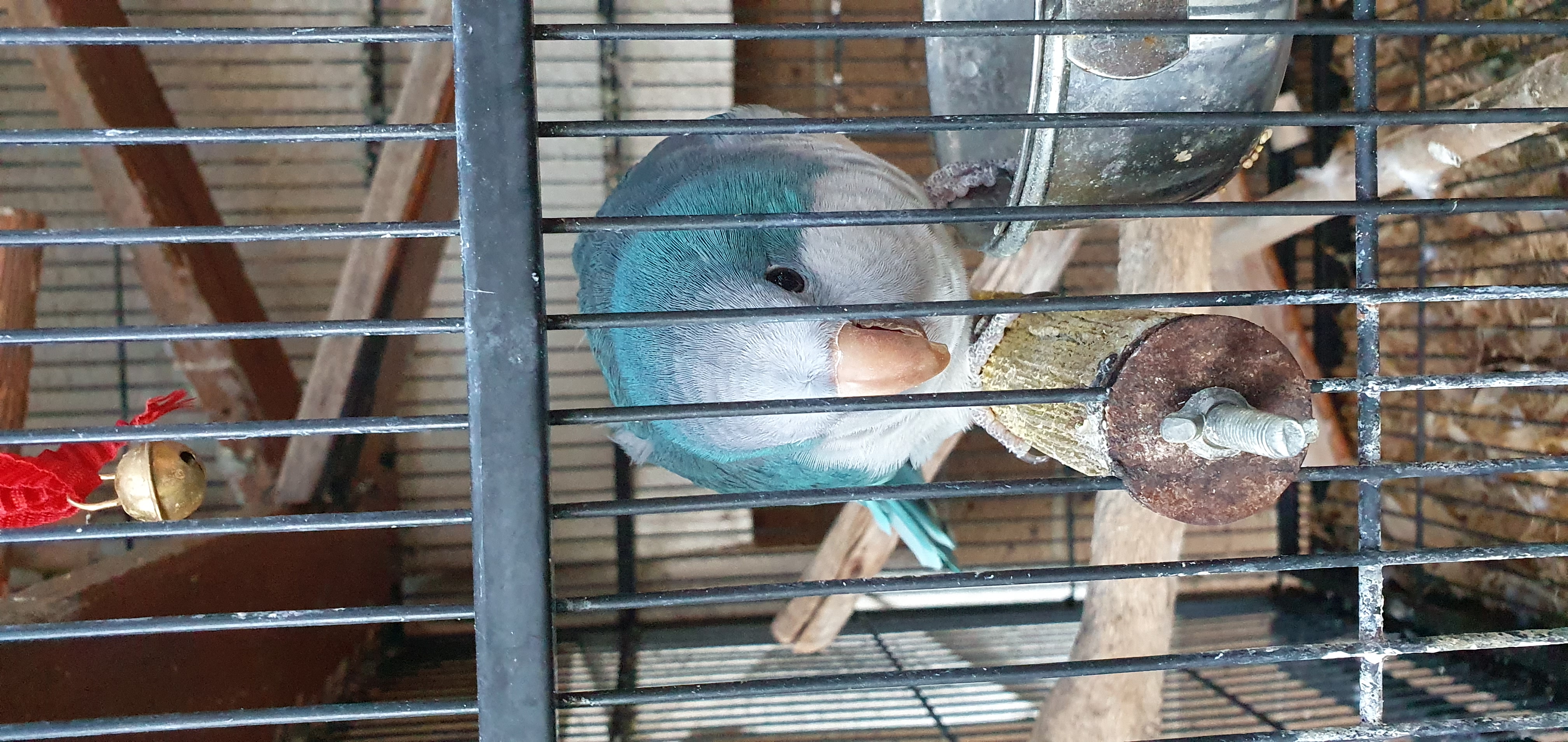 Male quaker parrot