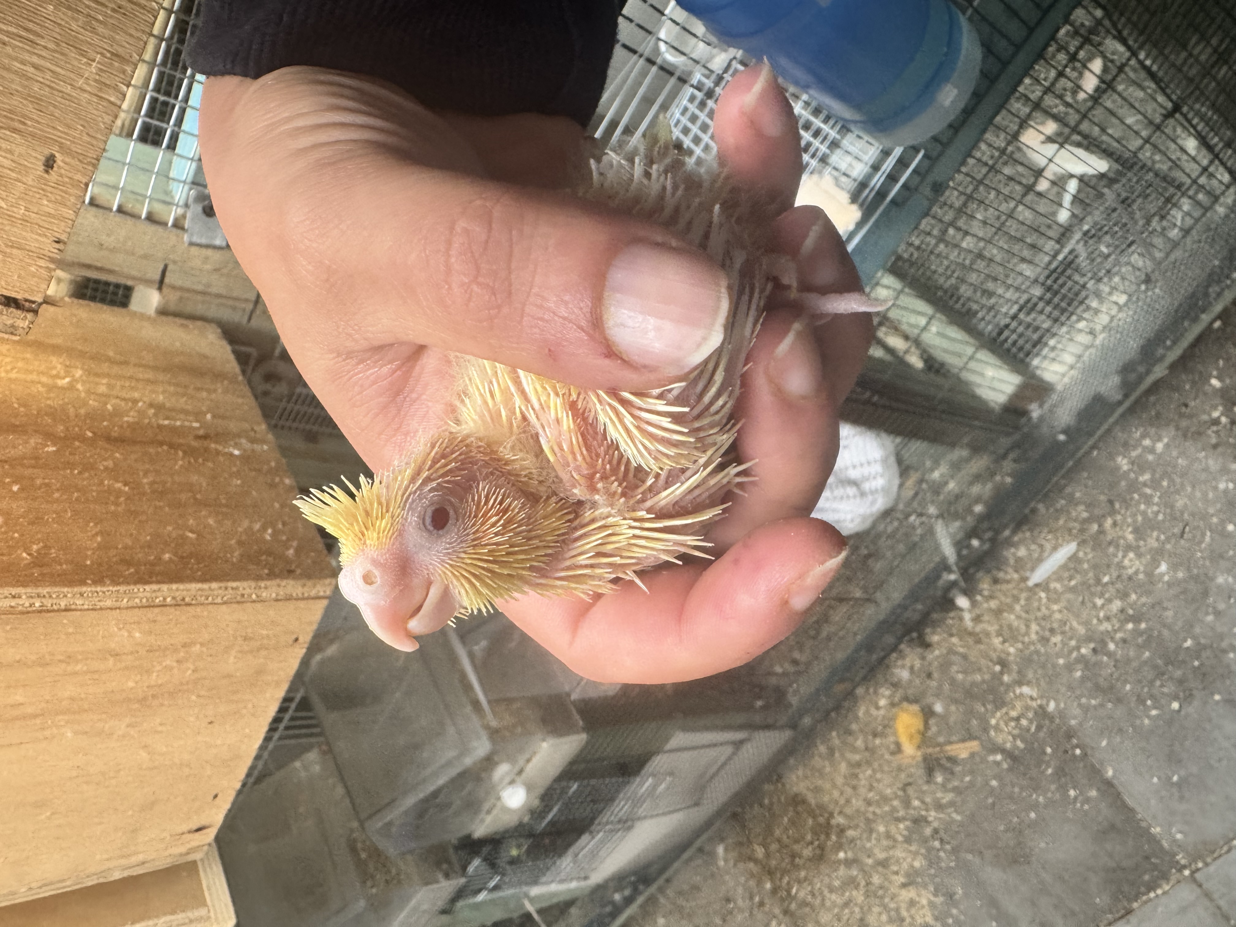 Cockatiel – New South Wales