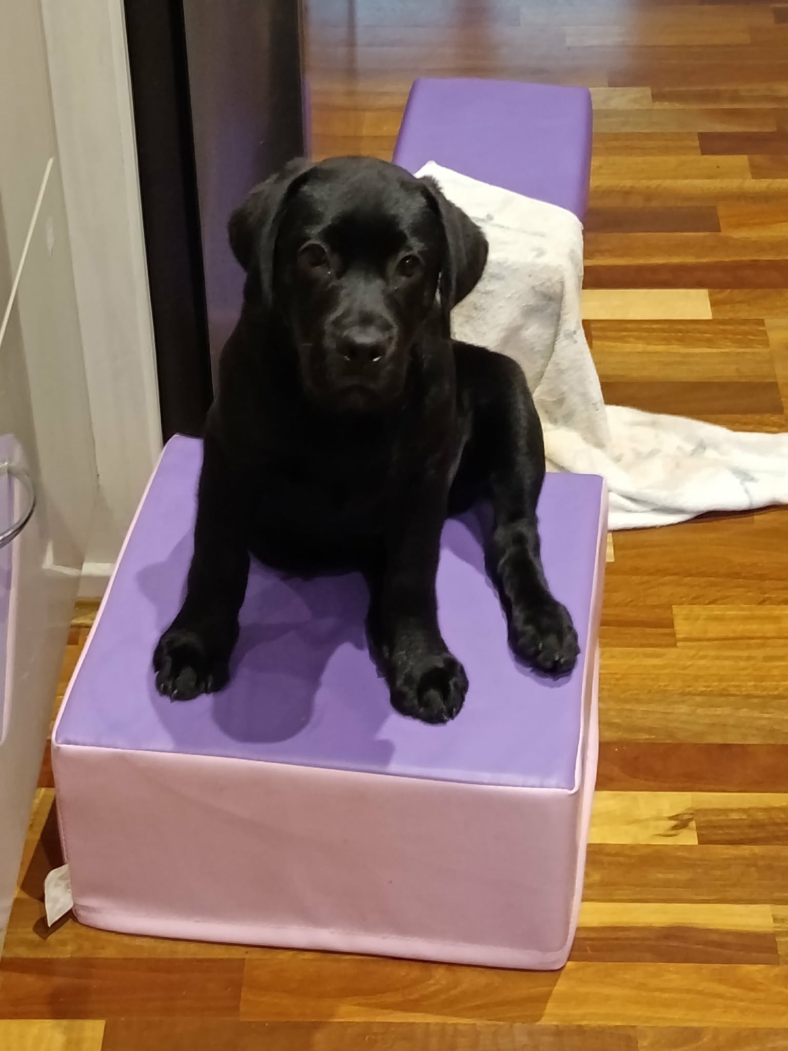 Labrador Retriever – Glenmore Park