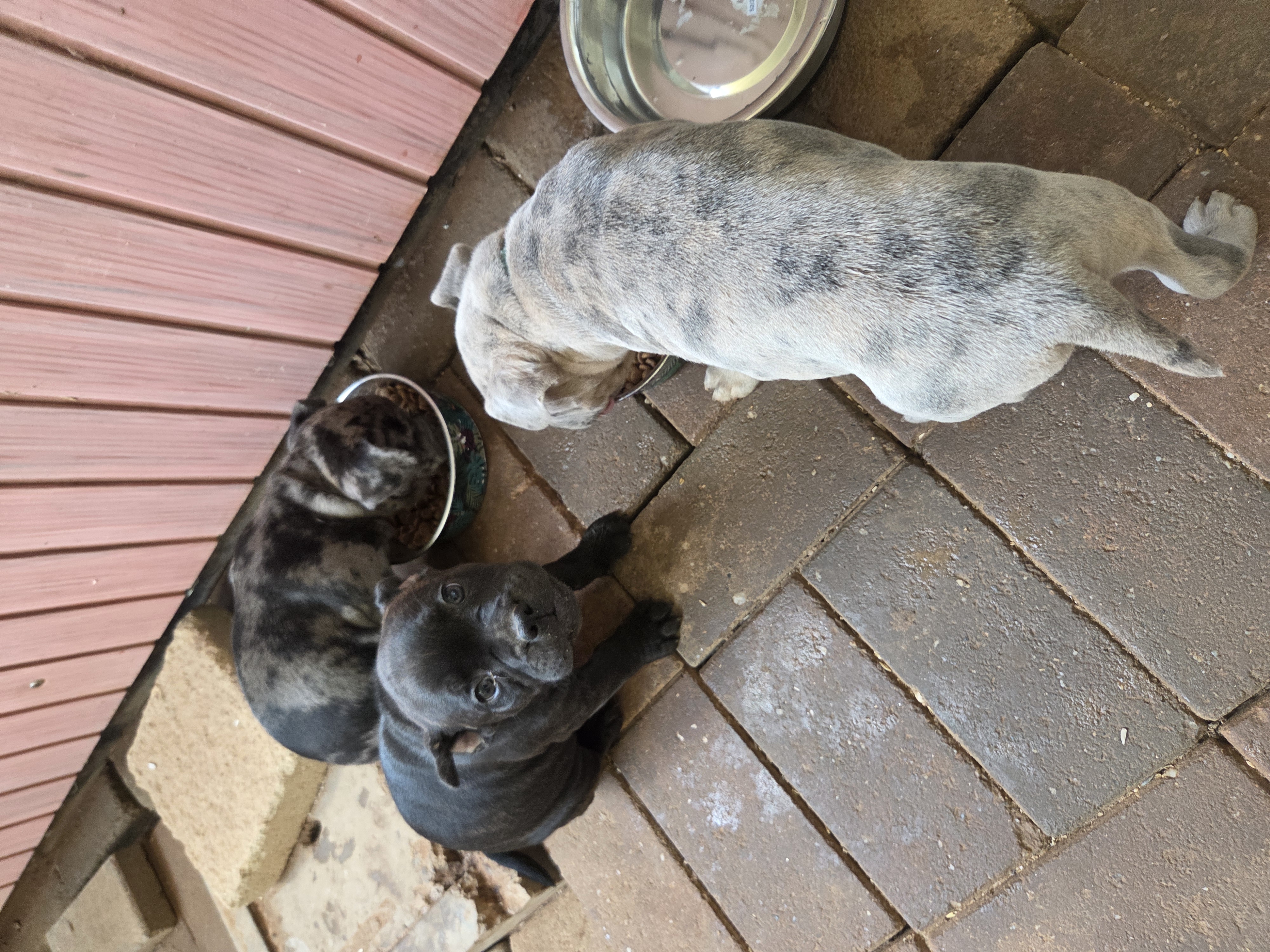 French Bulldog – Dublin