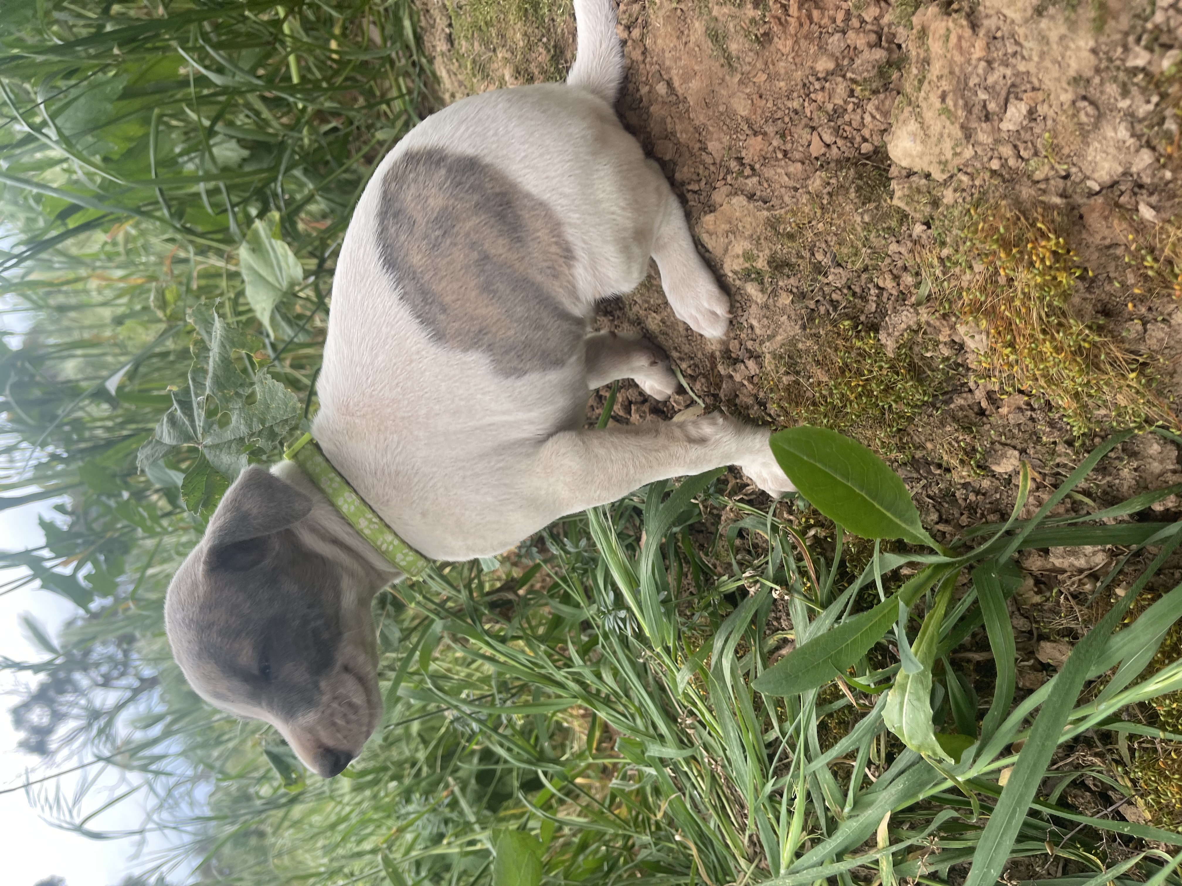 Whippet – Lancaster