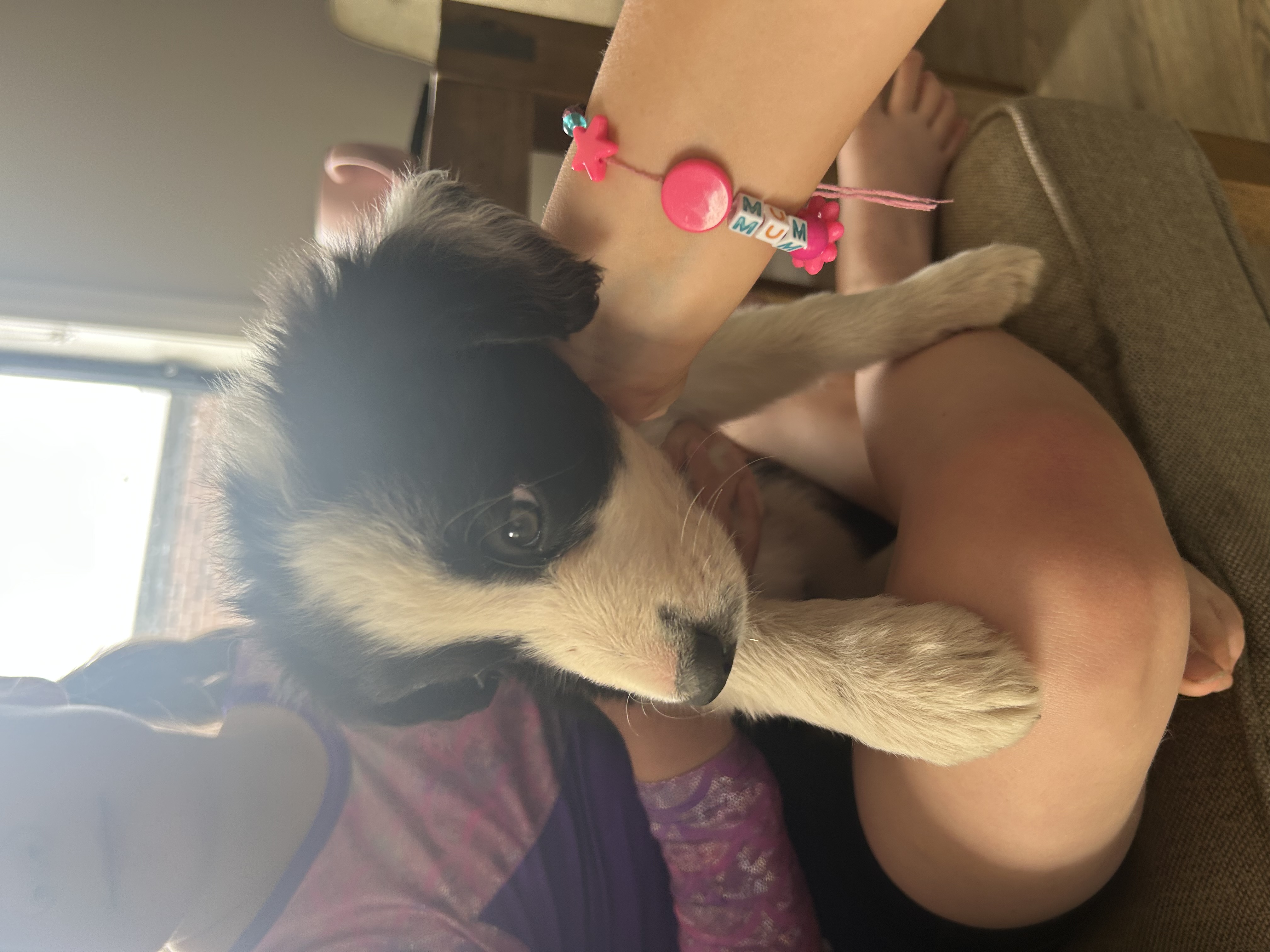 Border Collie – Winter Valley
