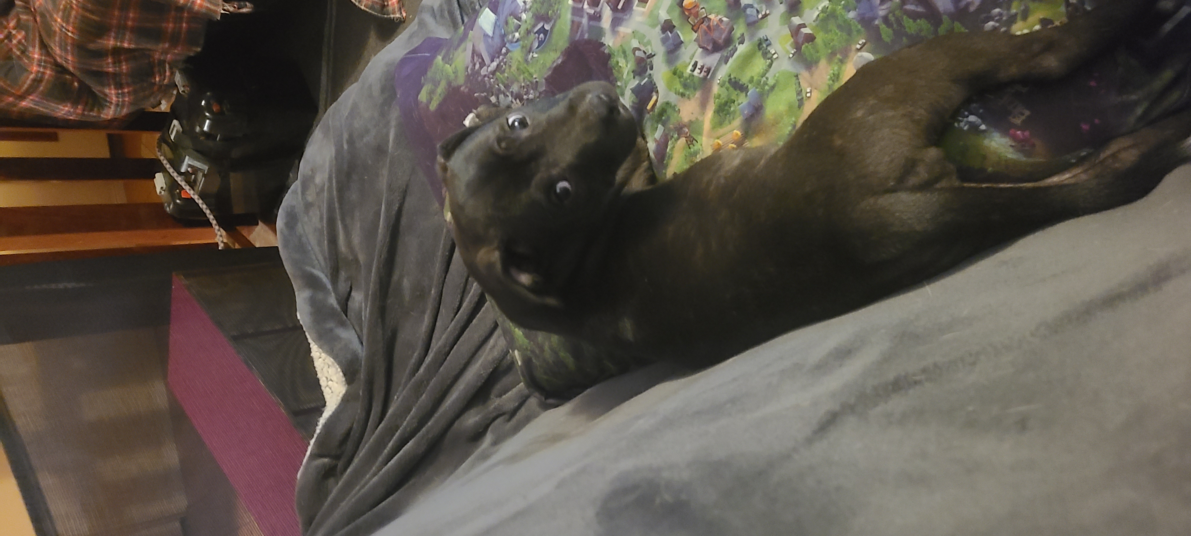 Staffordshire Bull Terrier – Barbara Calderwood