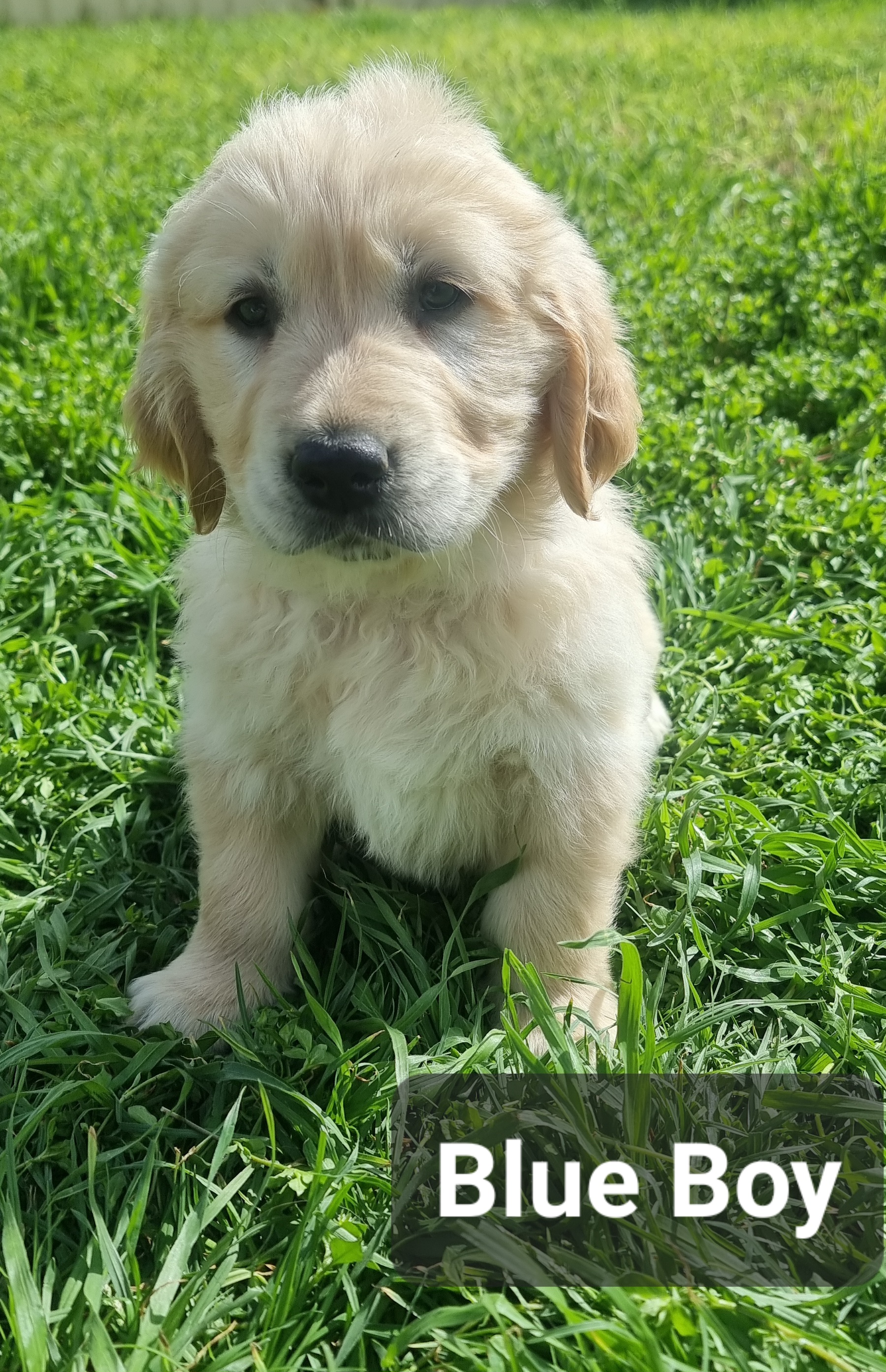 Golden Retriever – Albury