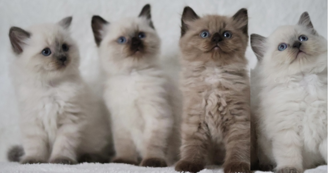 Ragdoll – Ashgrove