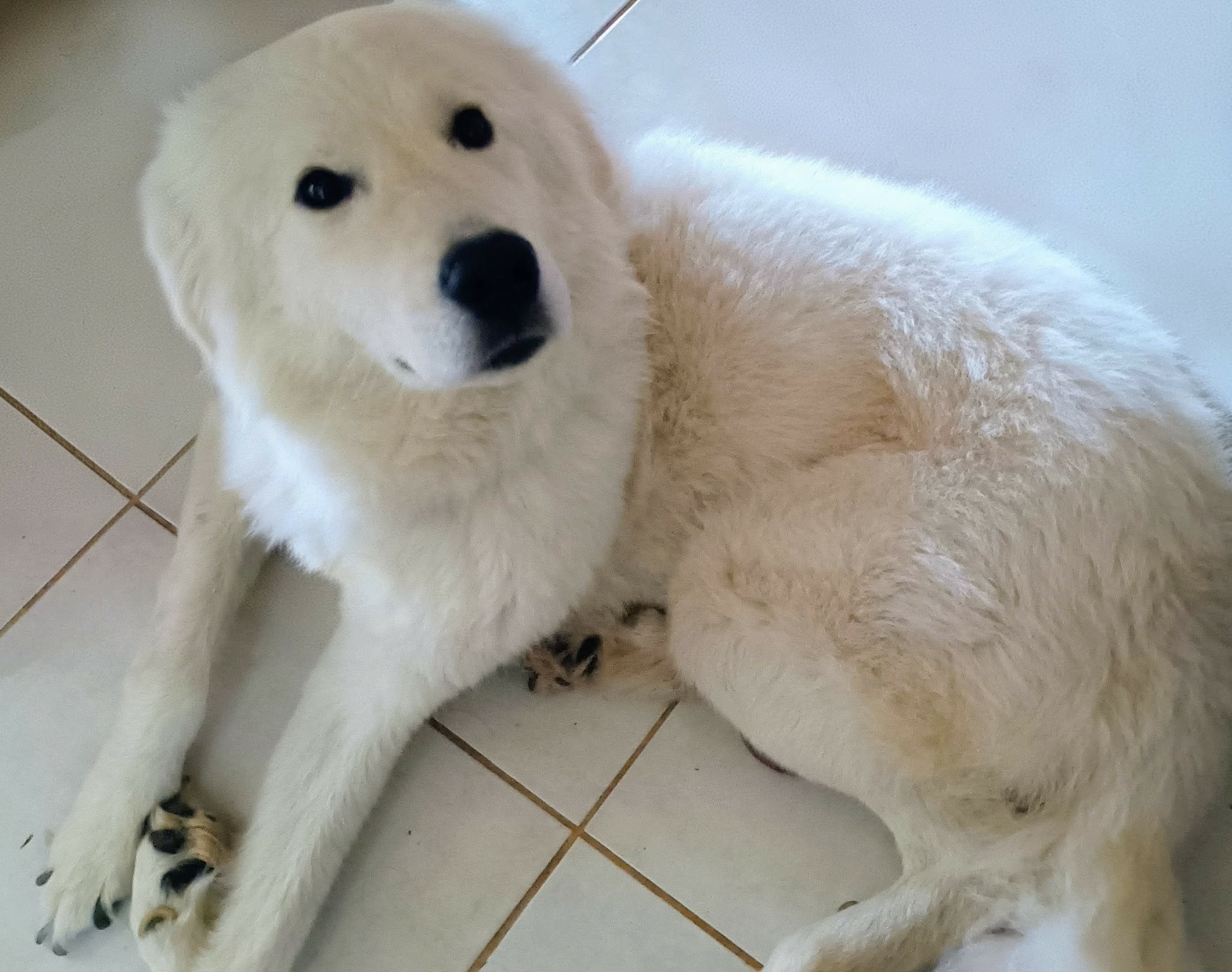 Maremma Sheepdog – Adelaide