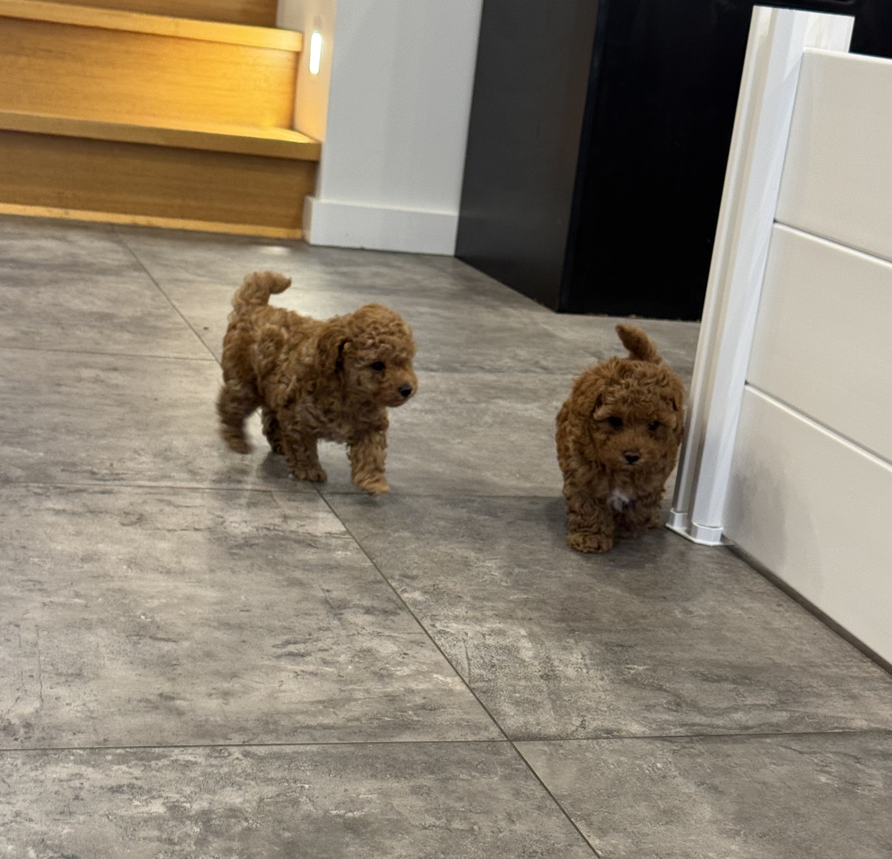 Bichoodle – Keilor East