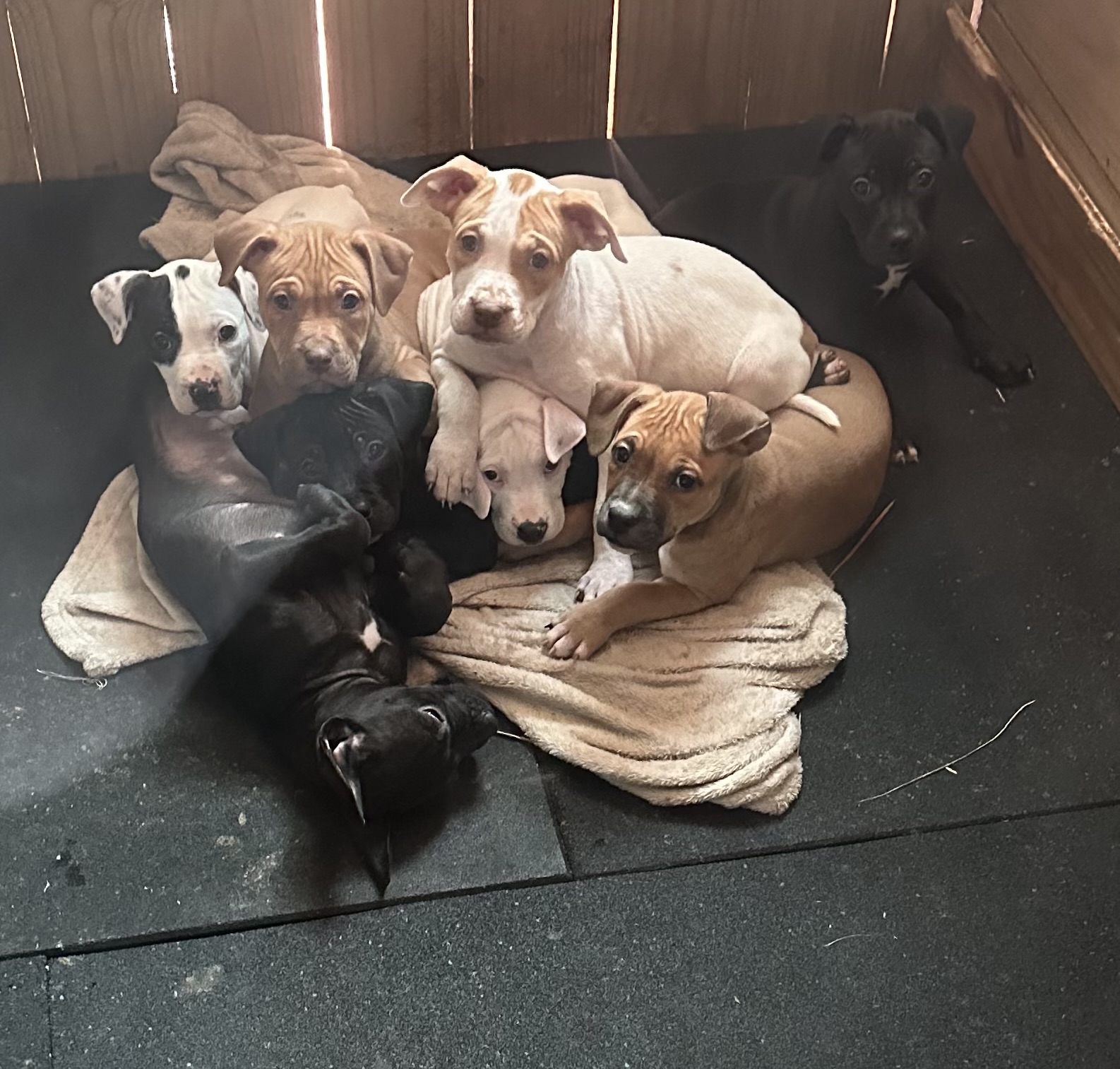 American Staffordshire Bull Terrier – Broadford