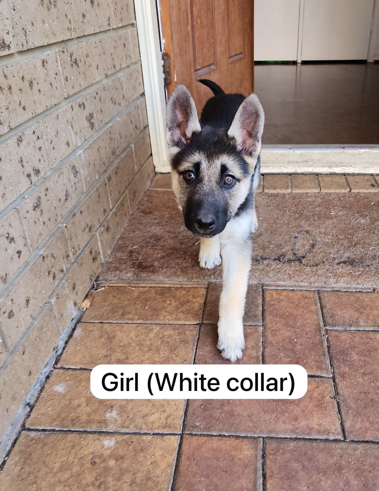 German Shepherd – Sotir Kichukov